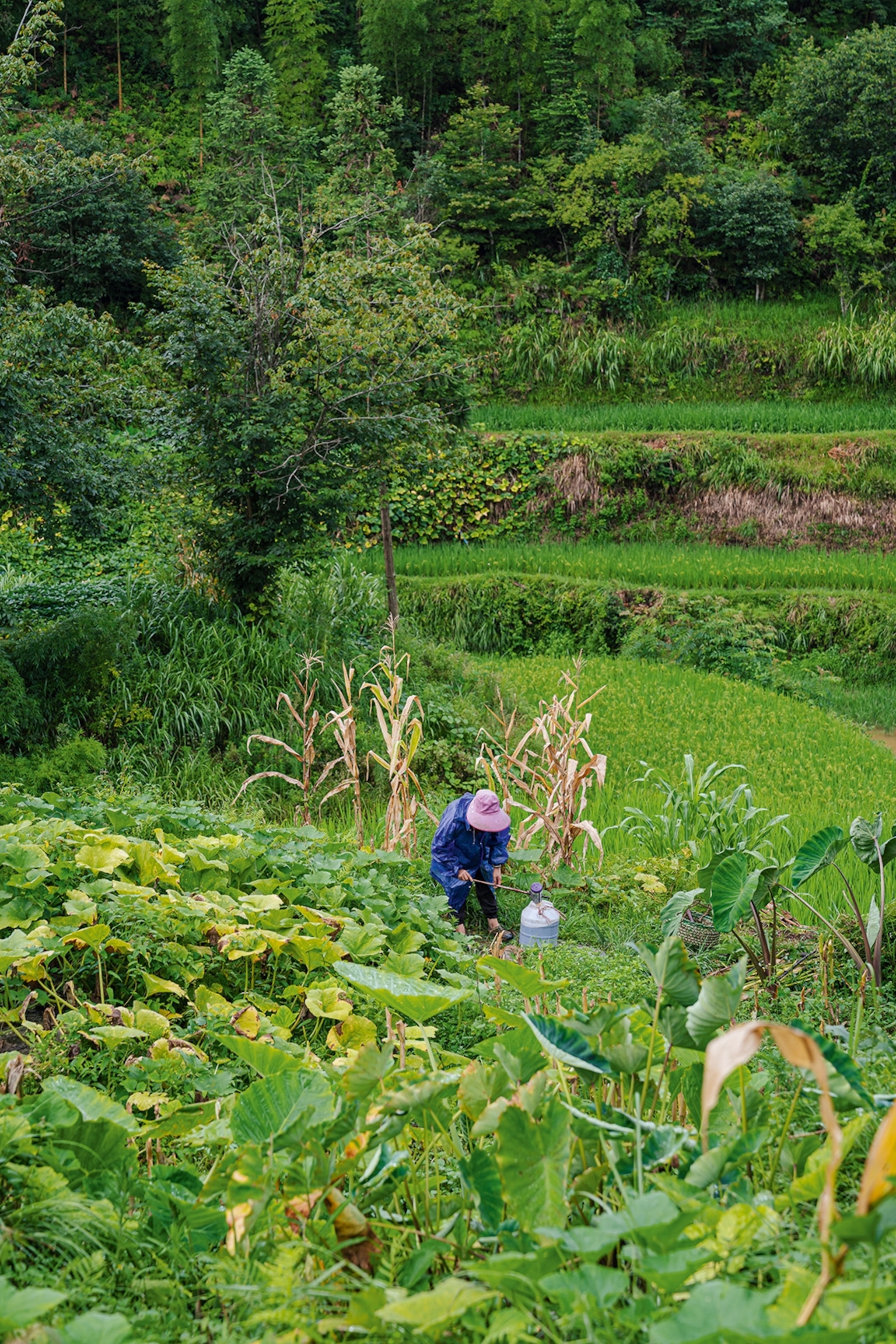 A woman seen from afar, tending to a rice field on the slope of a hill.