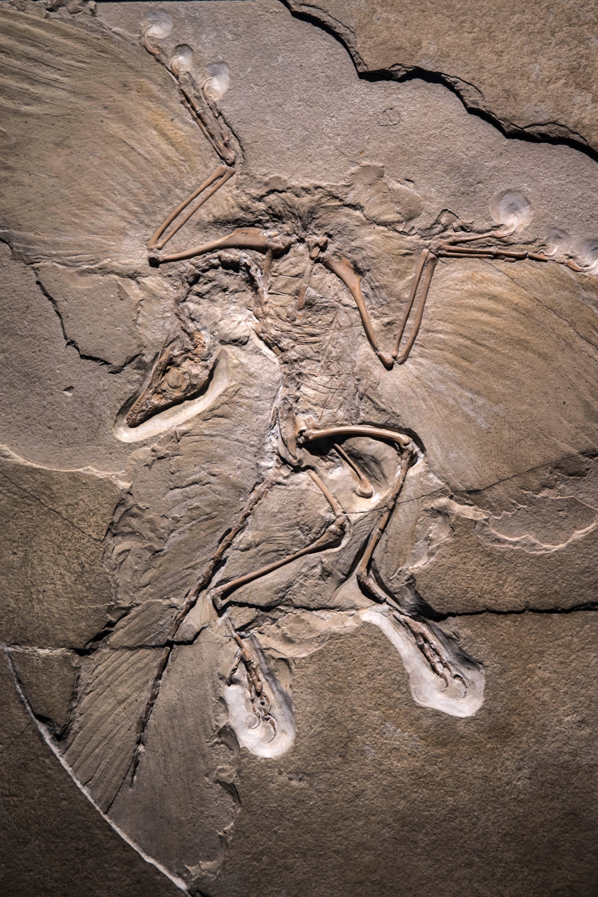 The fossilized skeletal remains of an Archaeopteryx, with its head and neck bent backwards
