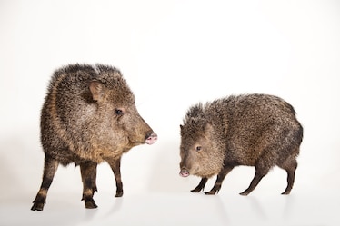 Two Javelinas stand on one facing the camer the other shows it's profile on a white background.