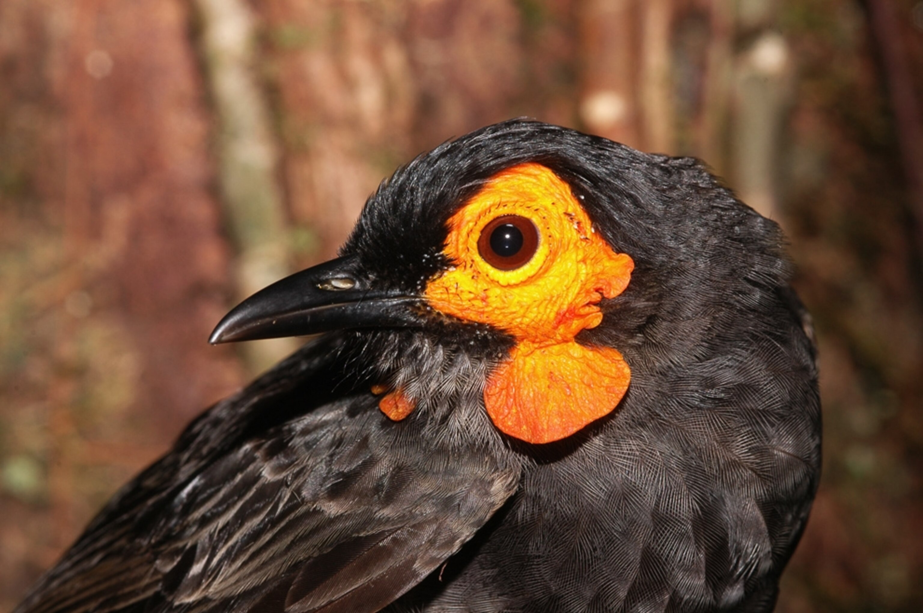 a wattled smoky honeyeater bird, a new species—for a photo gallery on 20 surprising animal species of the last 20 years