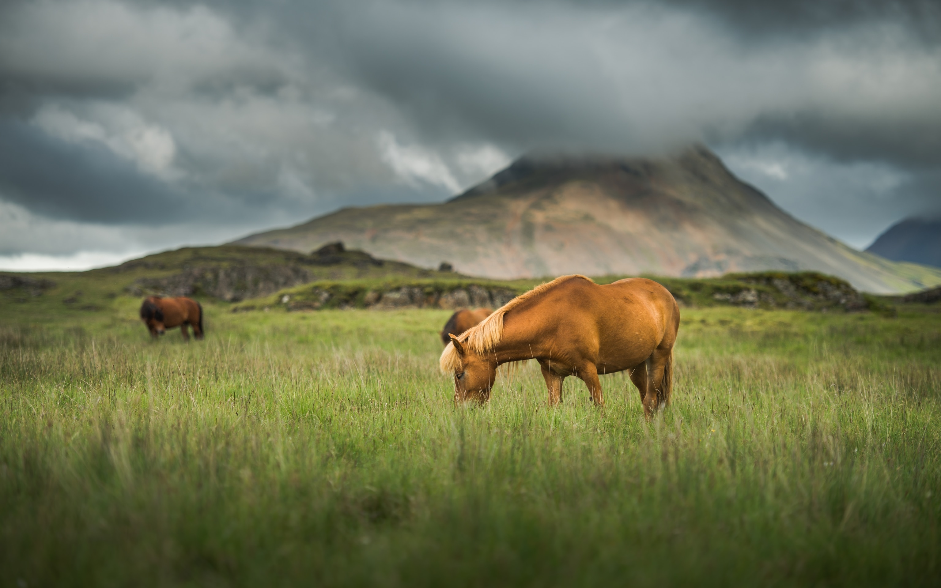 Icelandic horses on a grassland