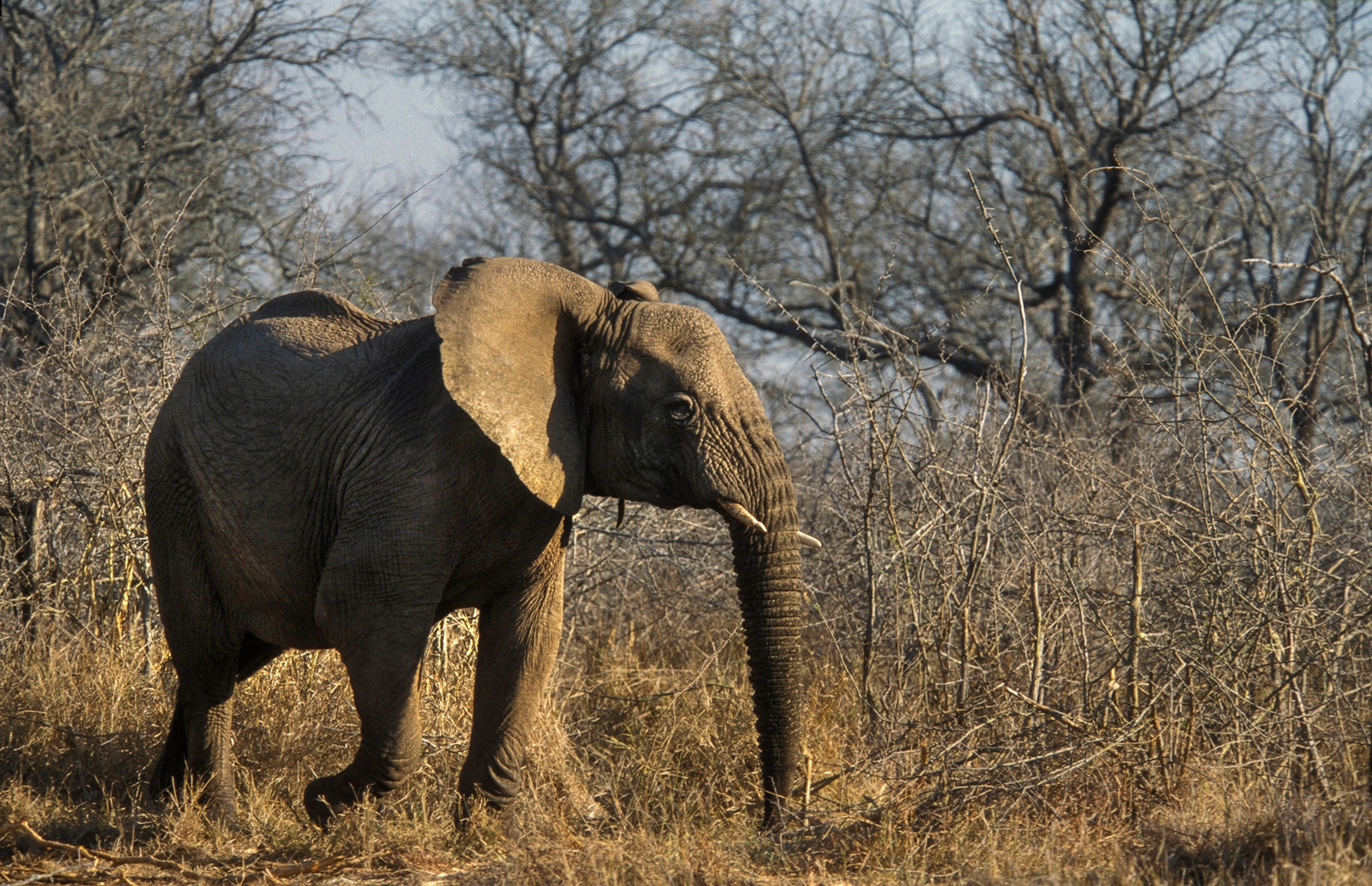 an elephant in Swaziland