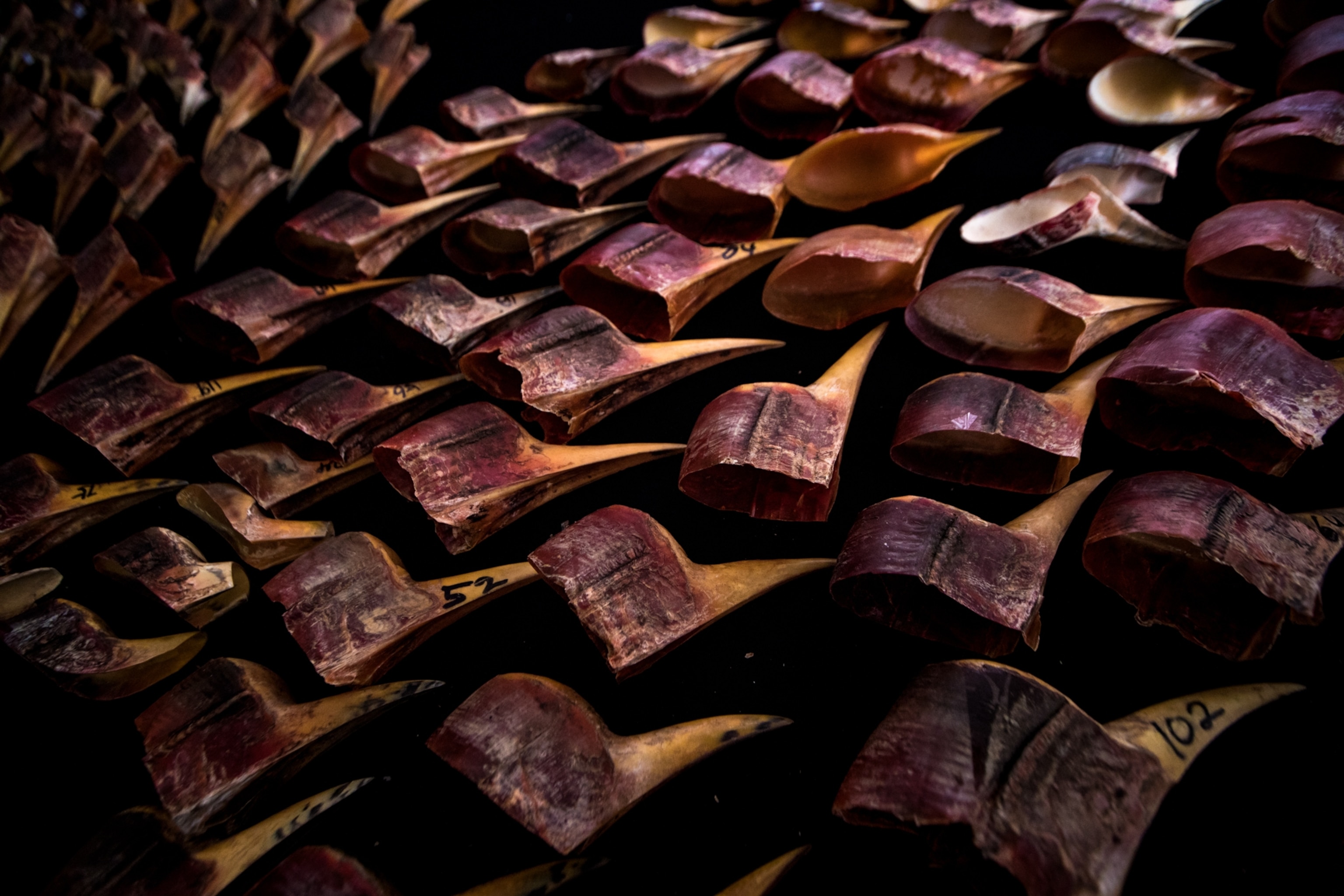 a grouping of helmeted hornbill skulls