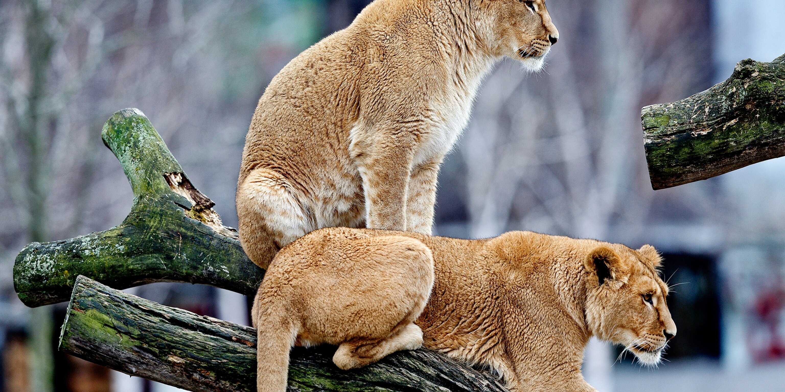 Opinion: Killing Healthy Zoo Animals Is Wrong—And the Public Agrees Opinion: Killing Healthy Zoo Animals Is Wrong—And the Public Agrees