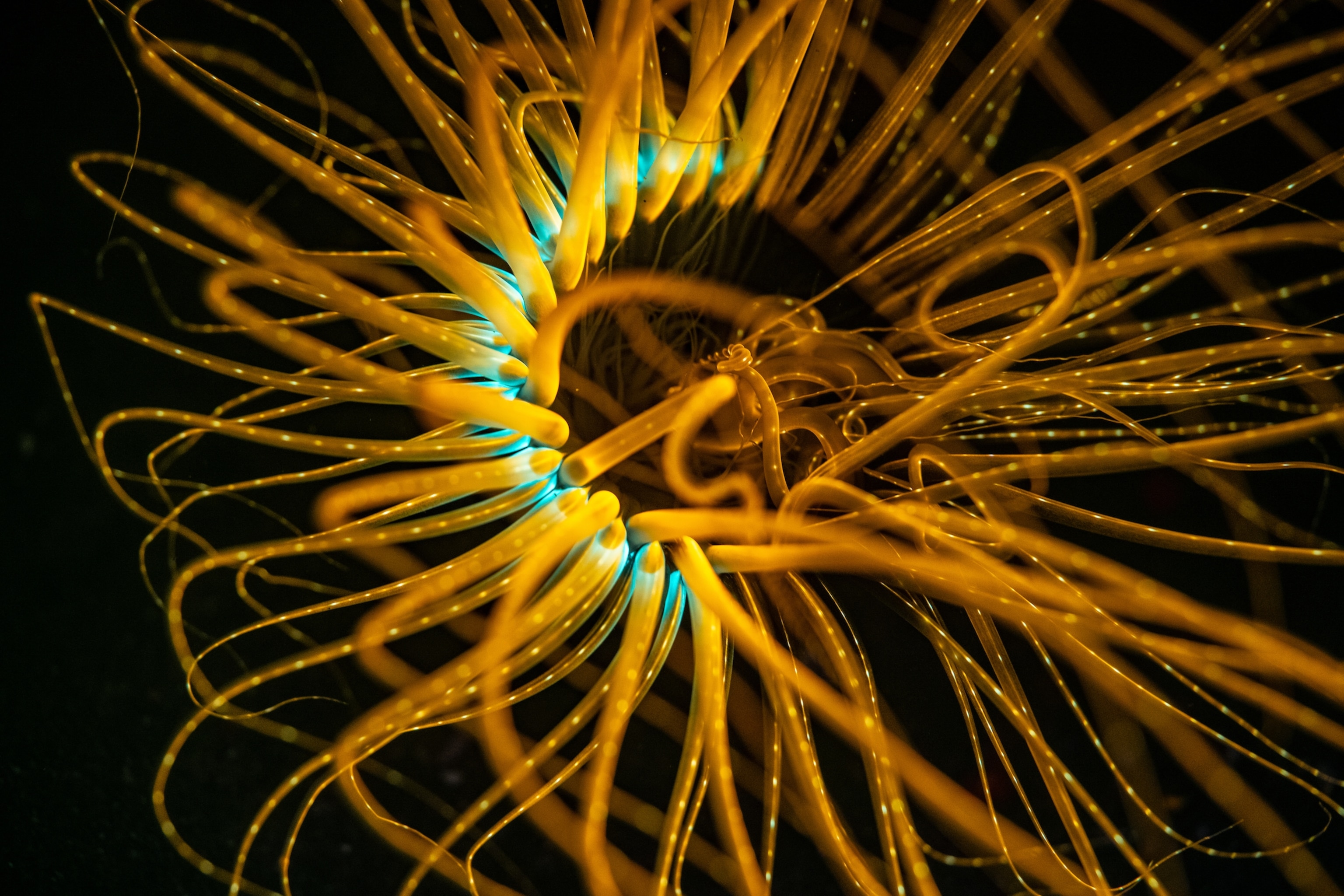 A tube anemone extends its tentacles through the sediment during a night dive in Lembeh Strait, Indonesia, capturing plankton and small particles under blue light.