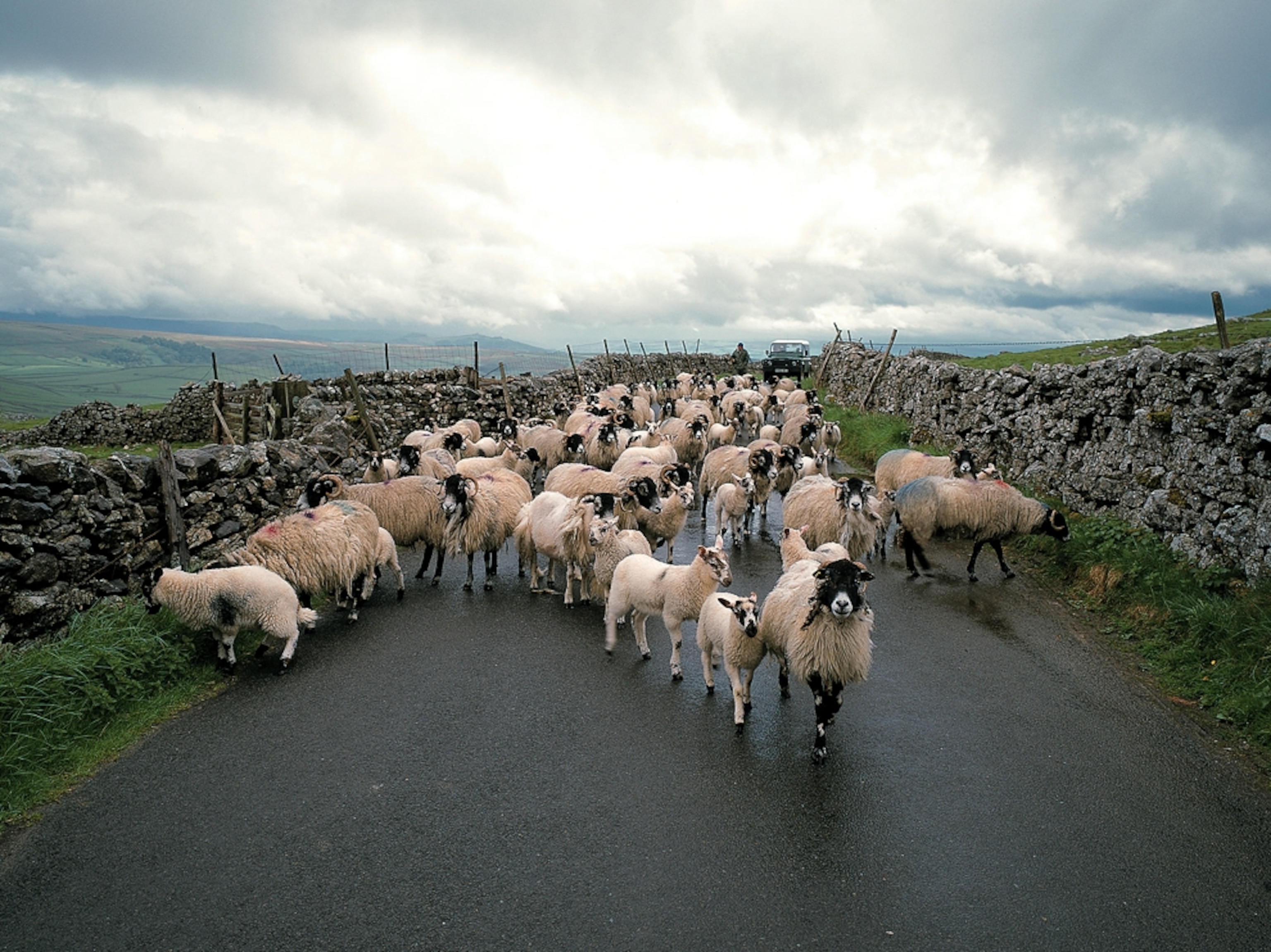 Flock of sheep on country road