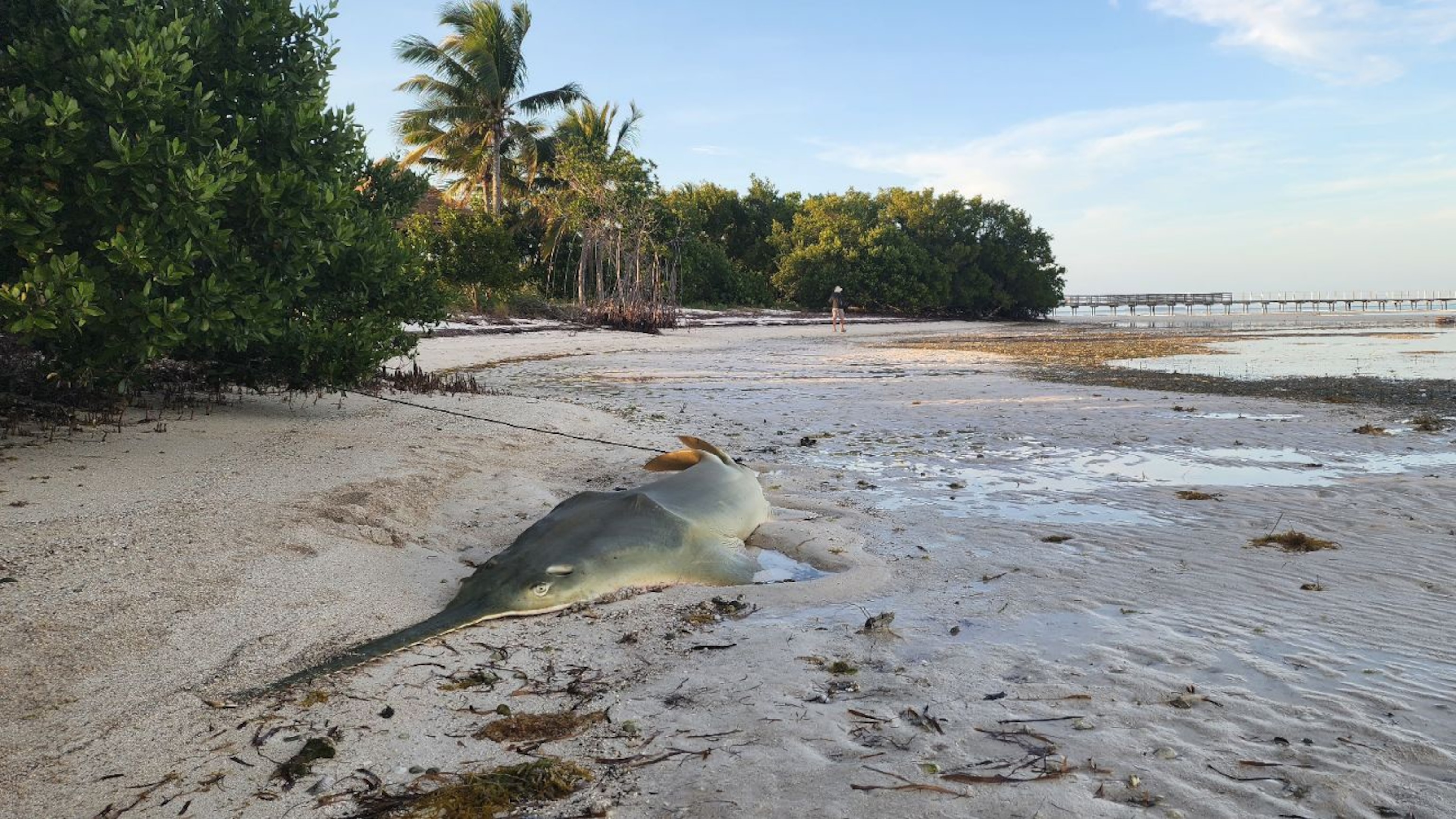 Fish are spinning to death in the Florida Keys—again. Why is history repeating?