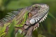 Green Iguana Green Iguana