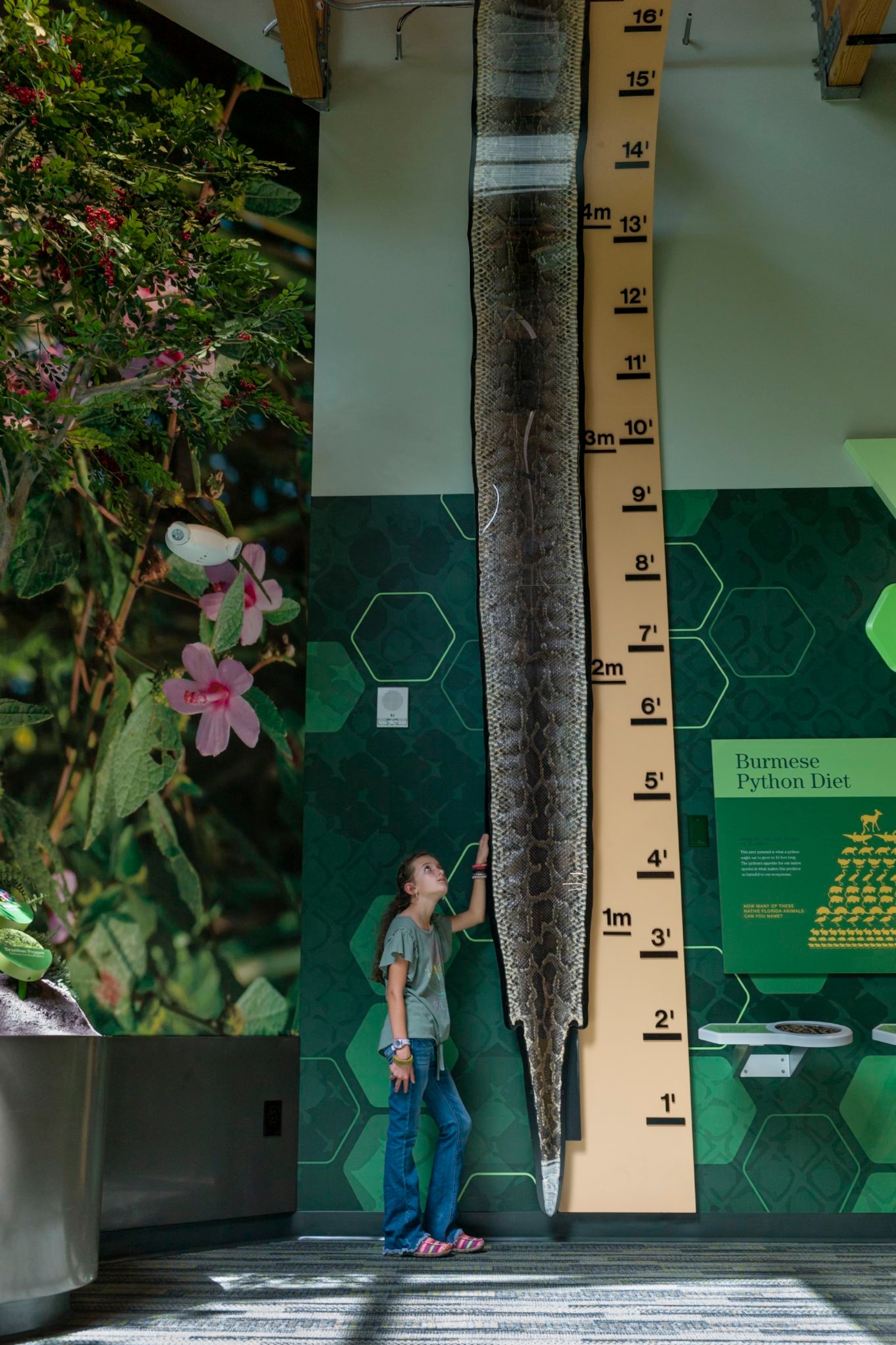 Florida’s largest-ever python has been found. Here’s the untold story ...