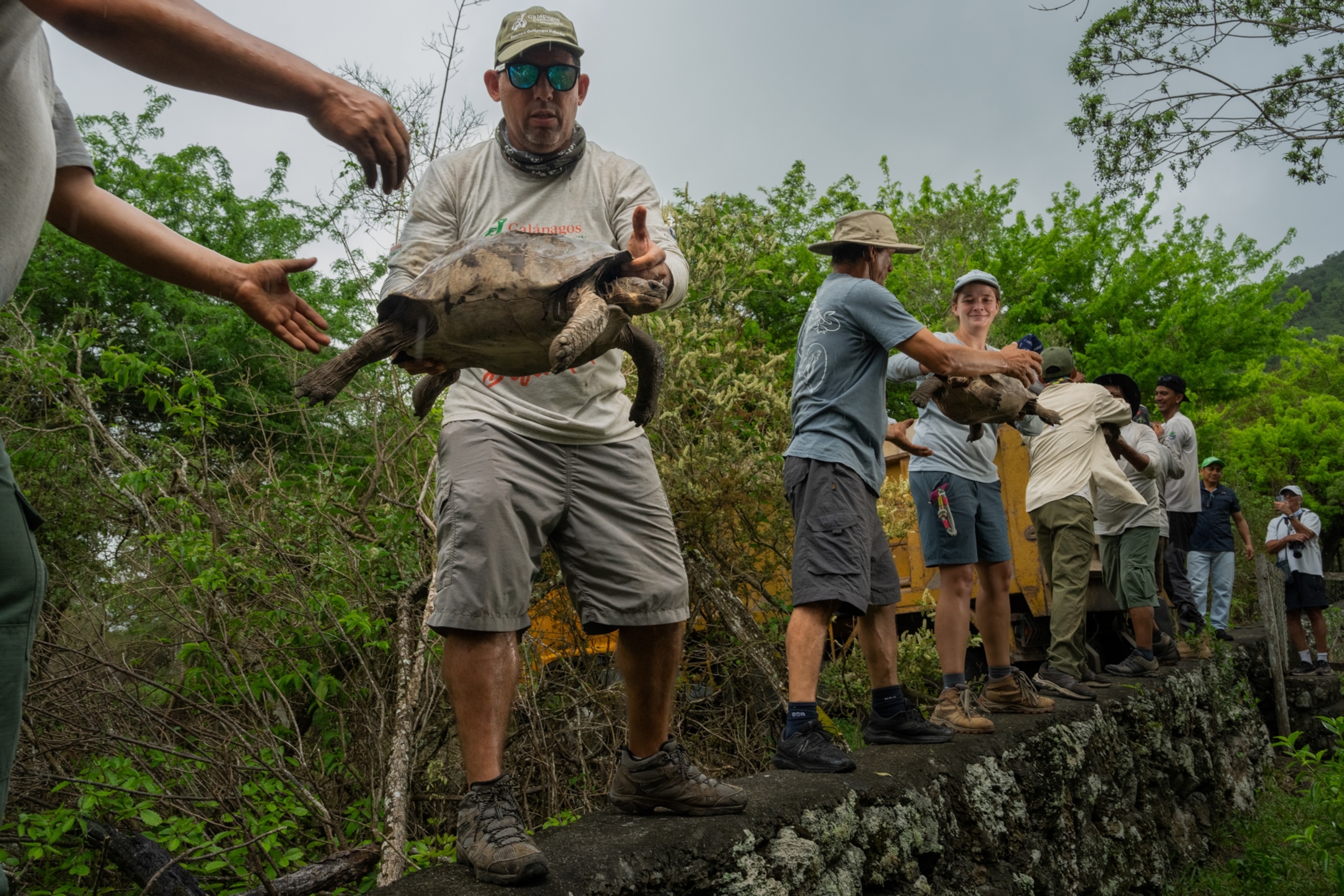 Tortoises are being passed along from person to person.