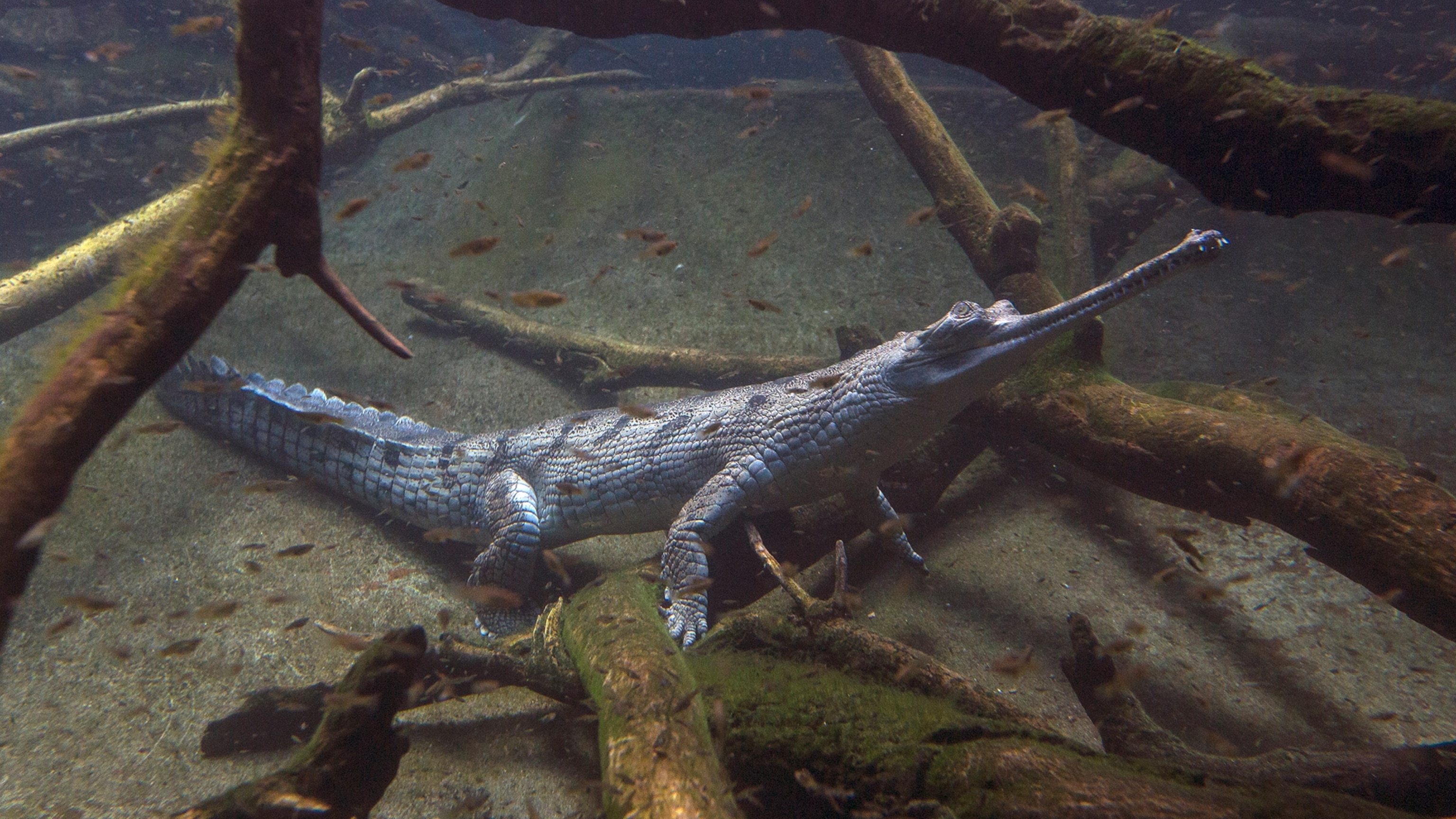 How farmers and fishers are protecting one of the world’s rarest reptiles