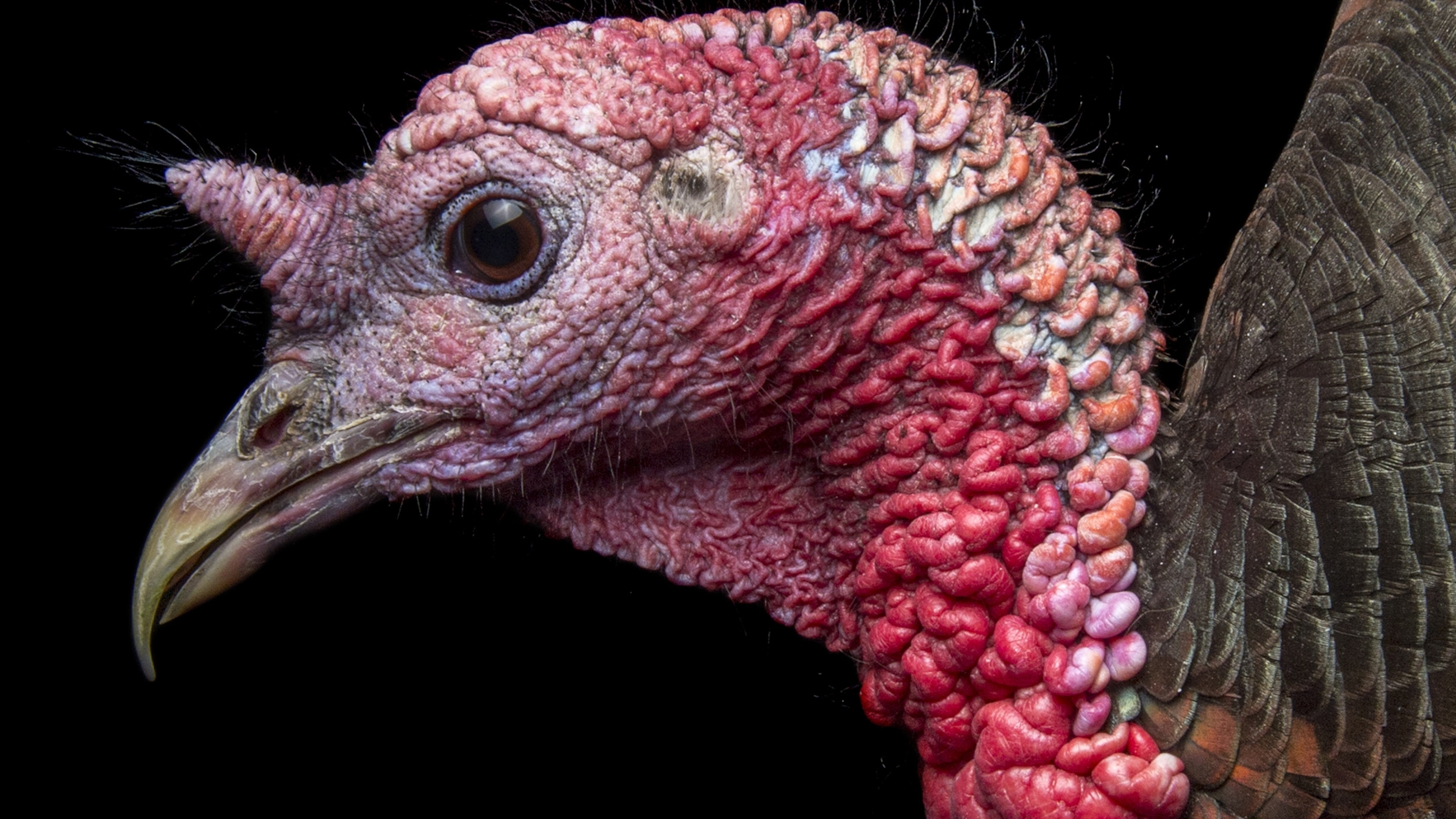 Wild Turkey | National Geographic | National Geographic