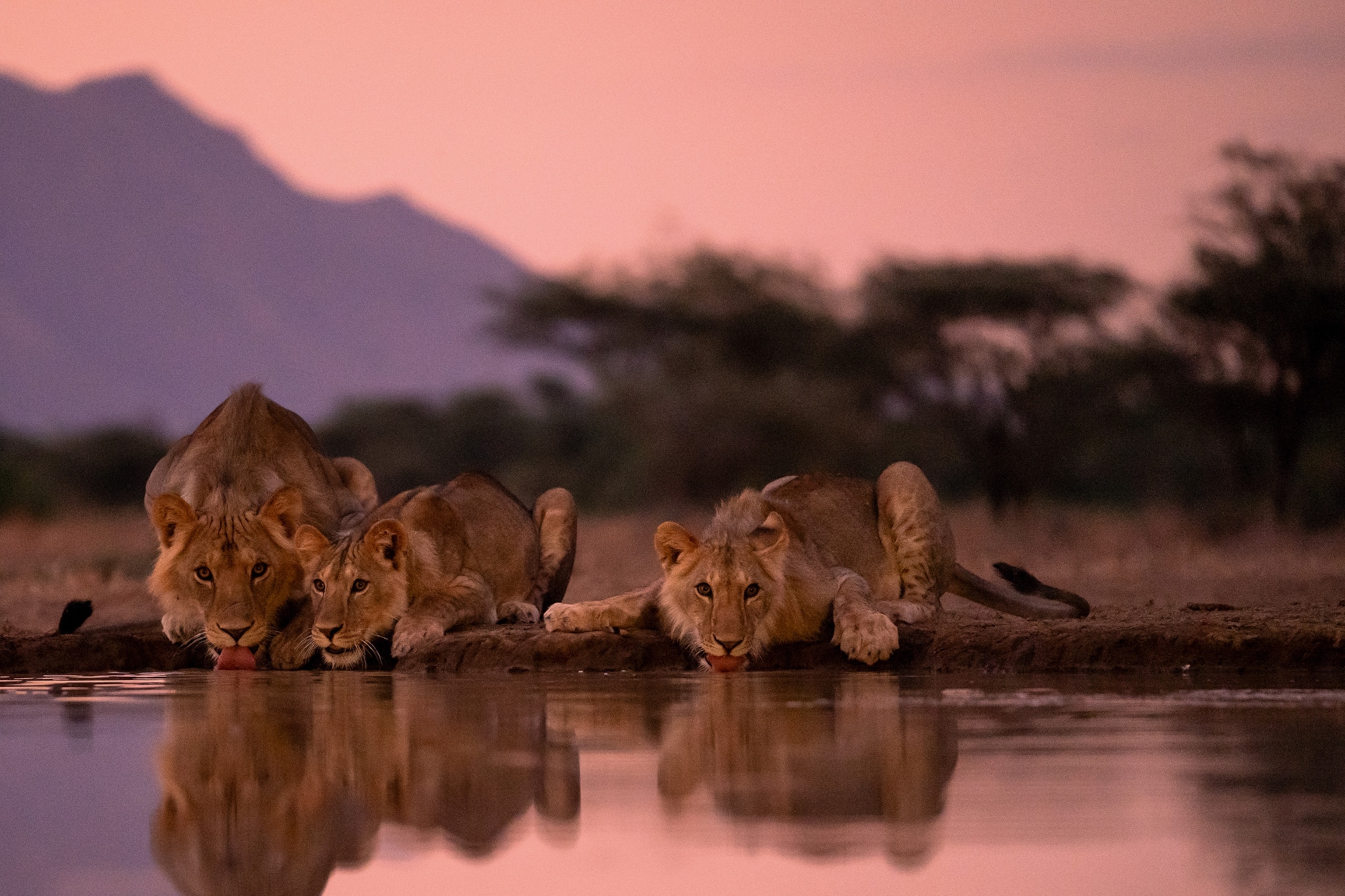 lions come to Shompole Wilderness’s water hole for a drink