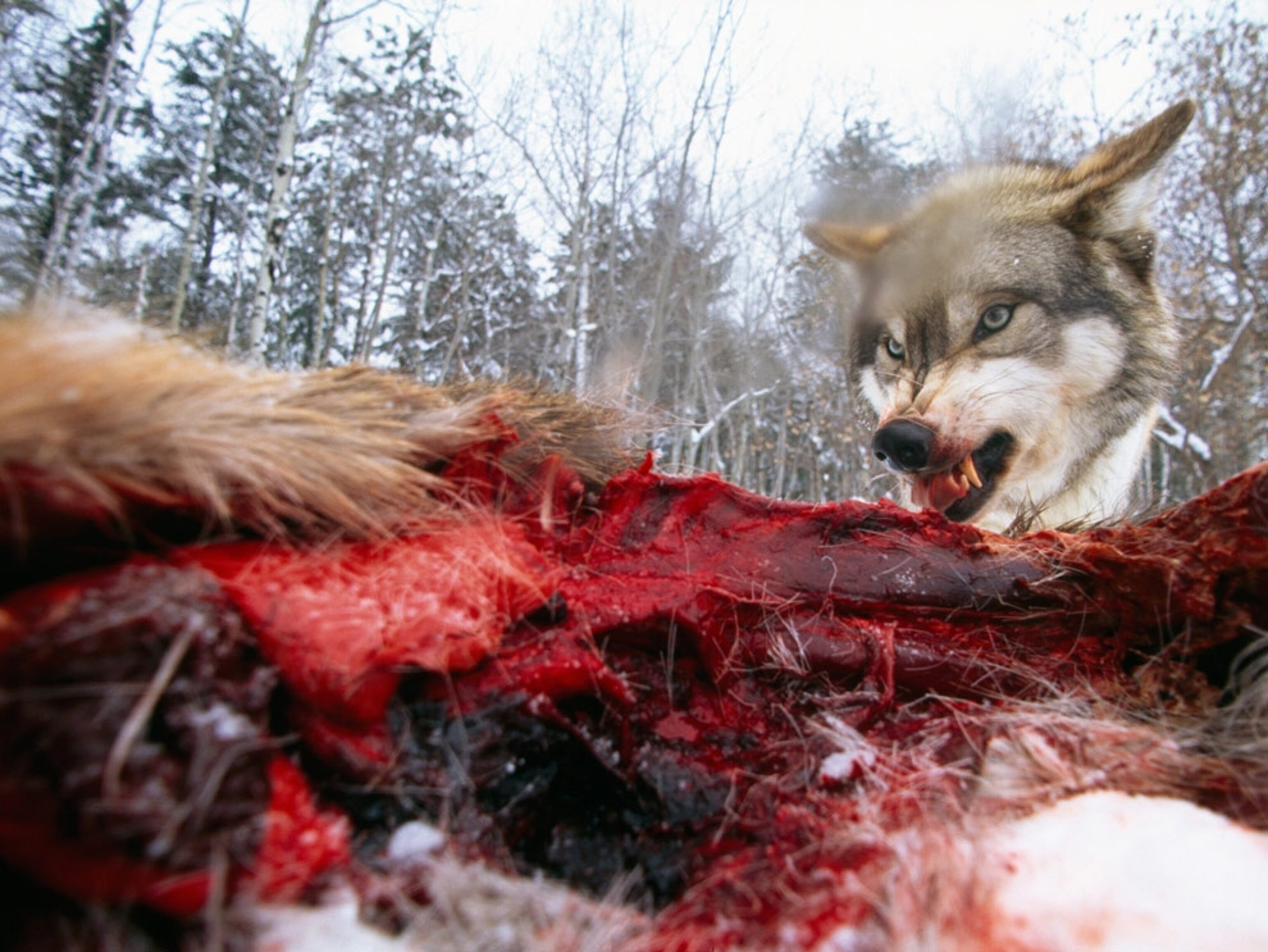 Close-up of a wolf eating a deer