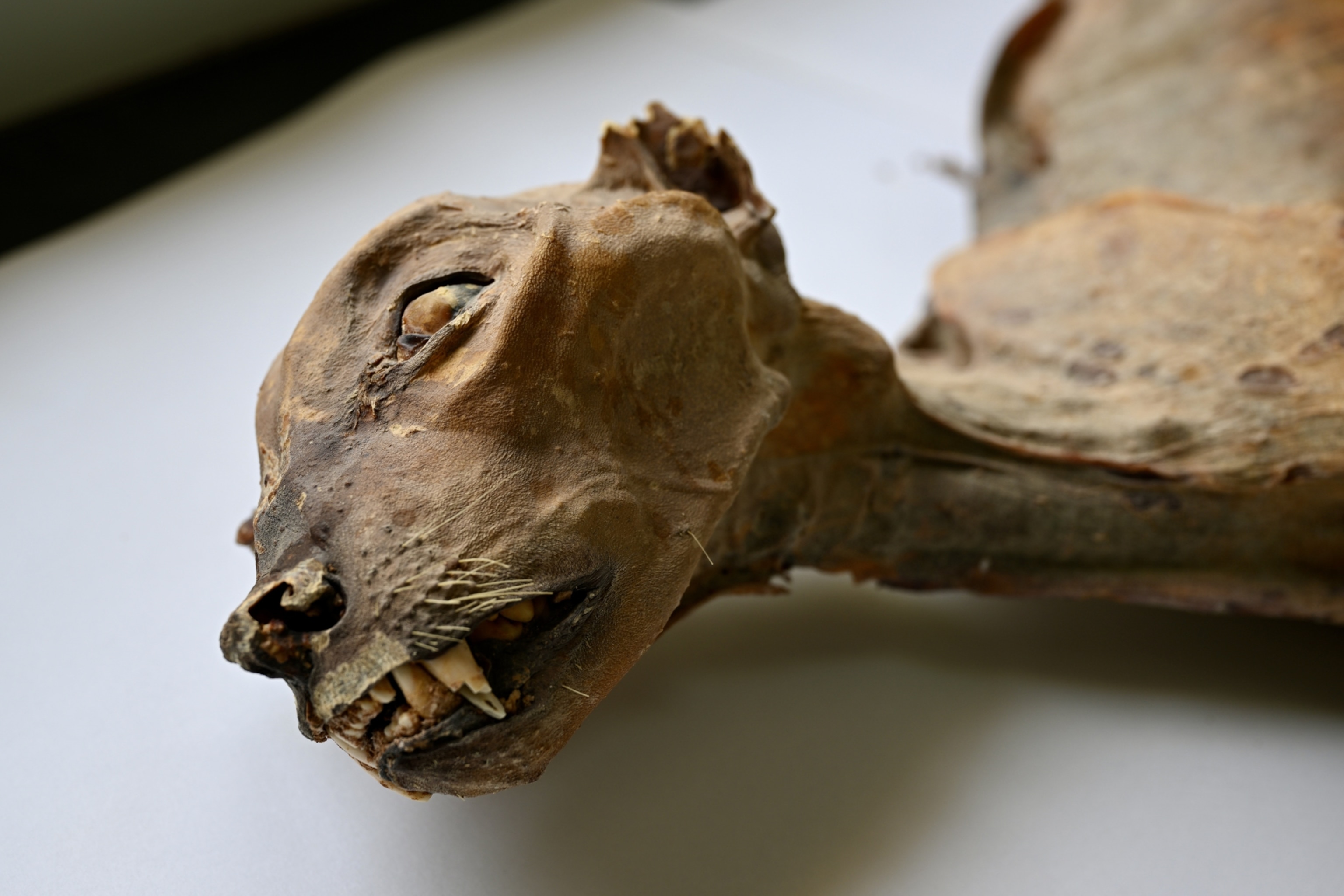 Close-up of a mummified cheetah head with a desiccated appearance, visible teeth, and one partially open eye
