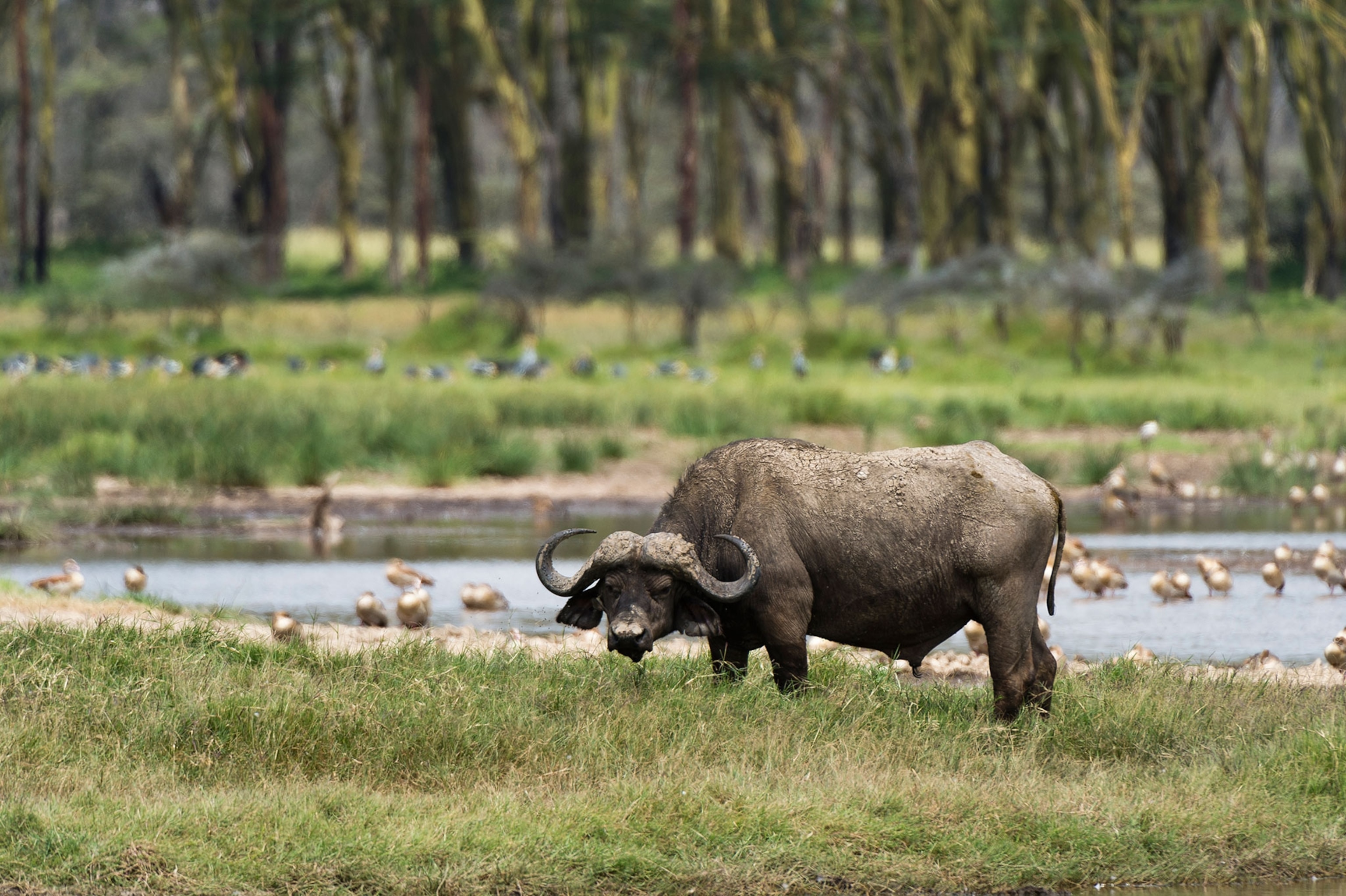 a cape buffalo in Kenya