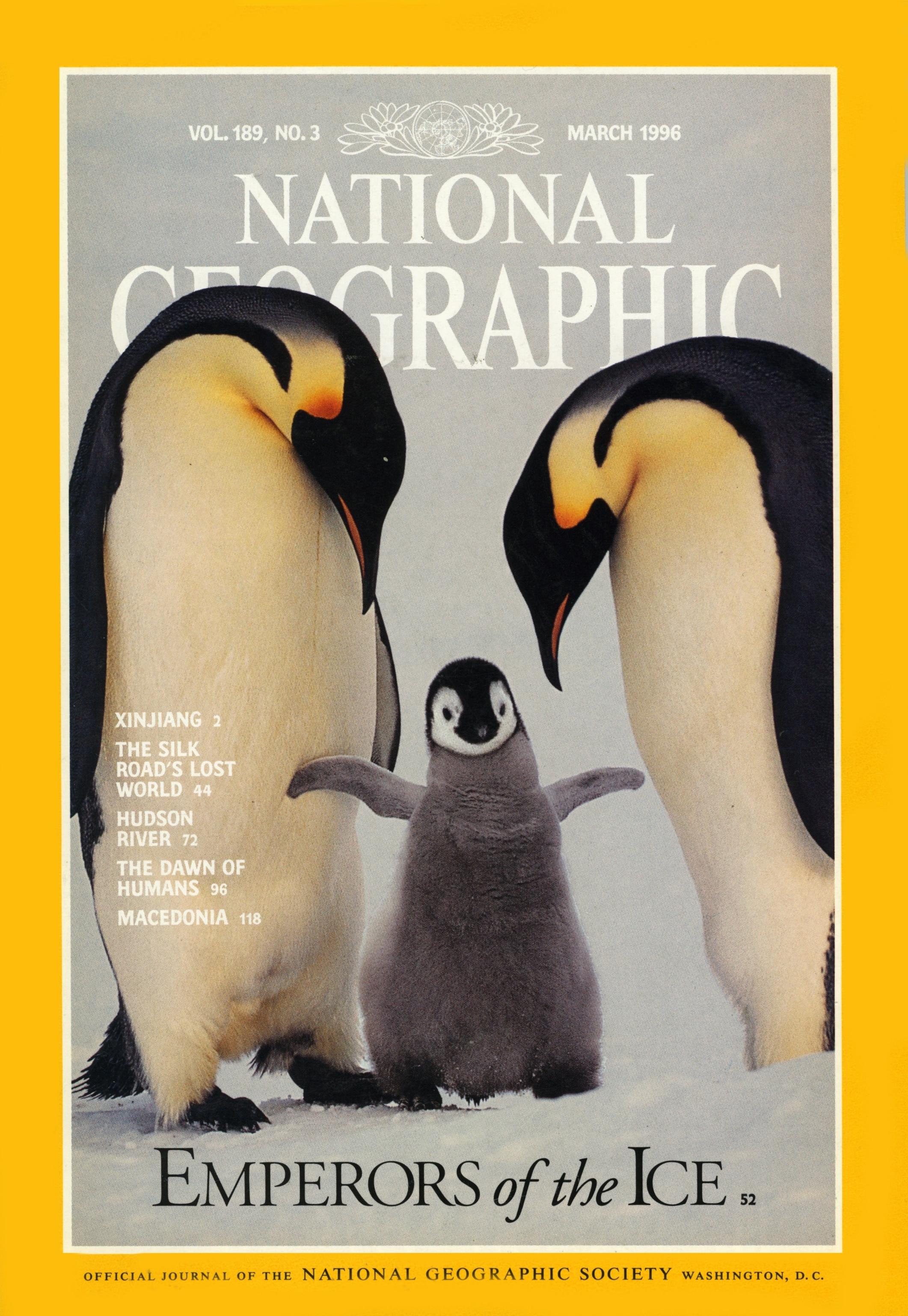 An emperor penguin chick gets close inspection on Antarctica’s frozen Weddell Sea.