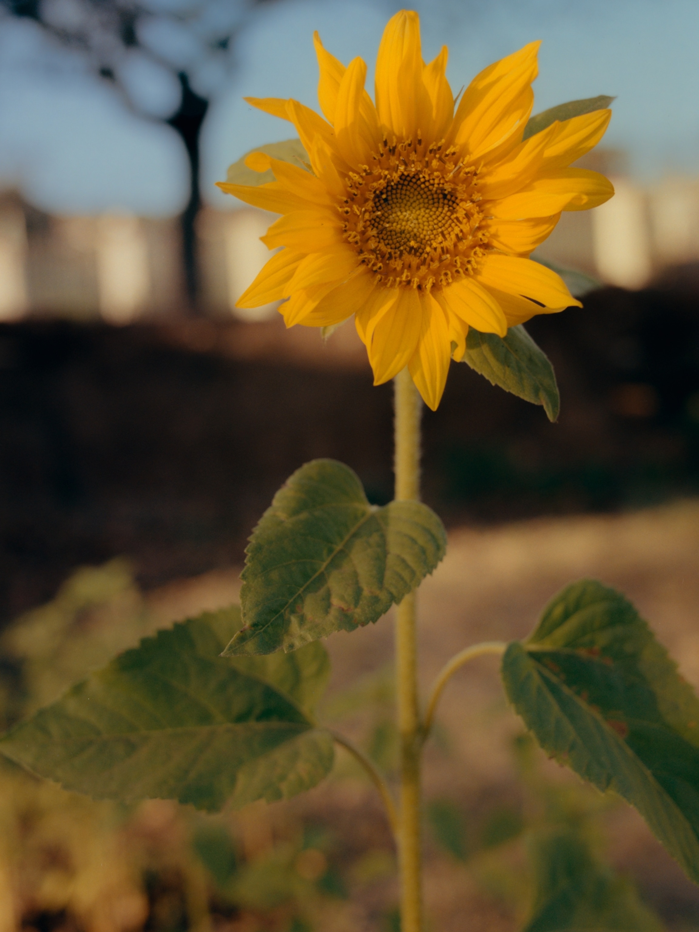 A sunflower that grew in the lot as a result of planted seed bombs.