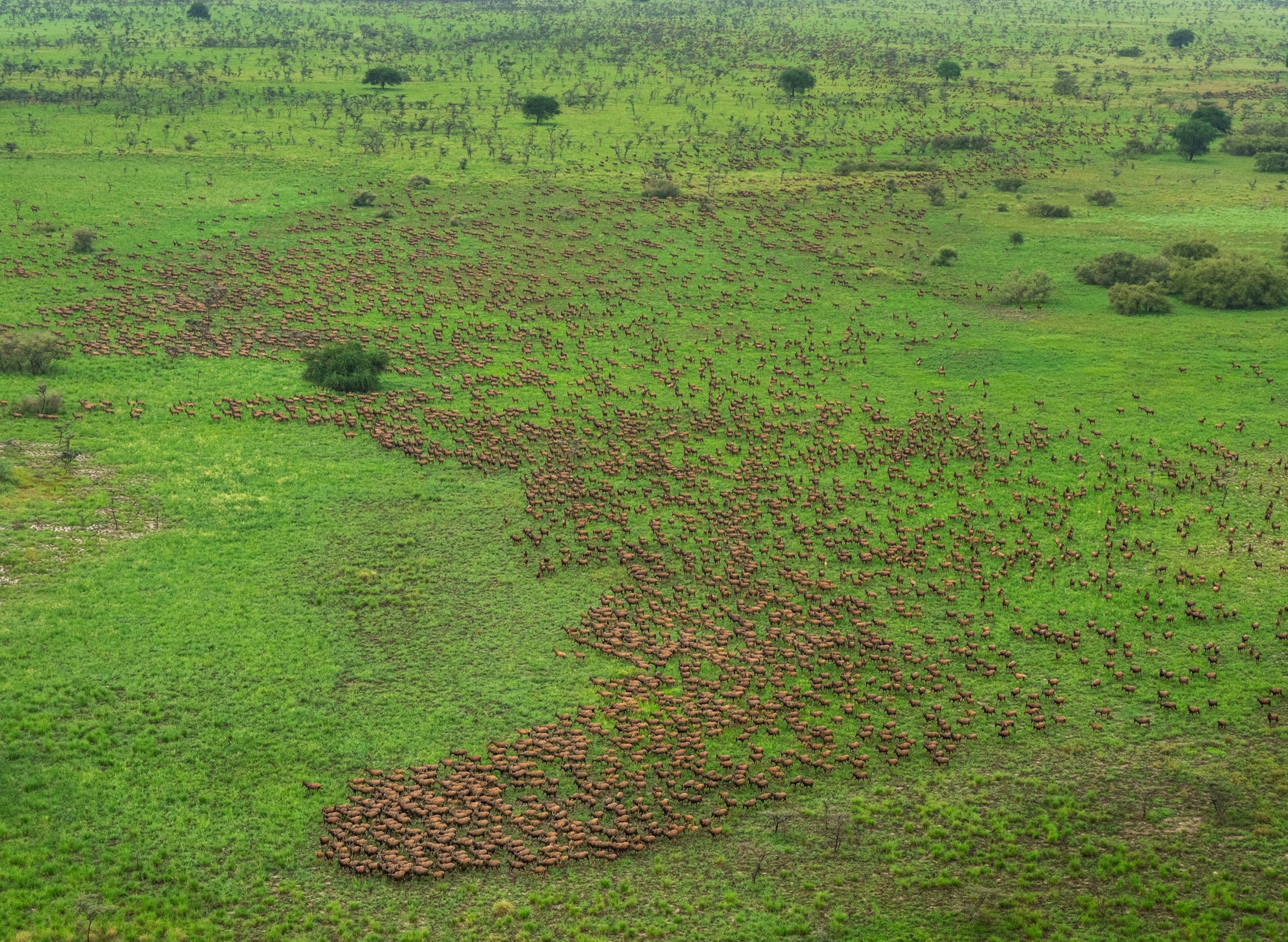 A large group of antelope walk in the same direction over an expansive grassy field.