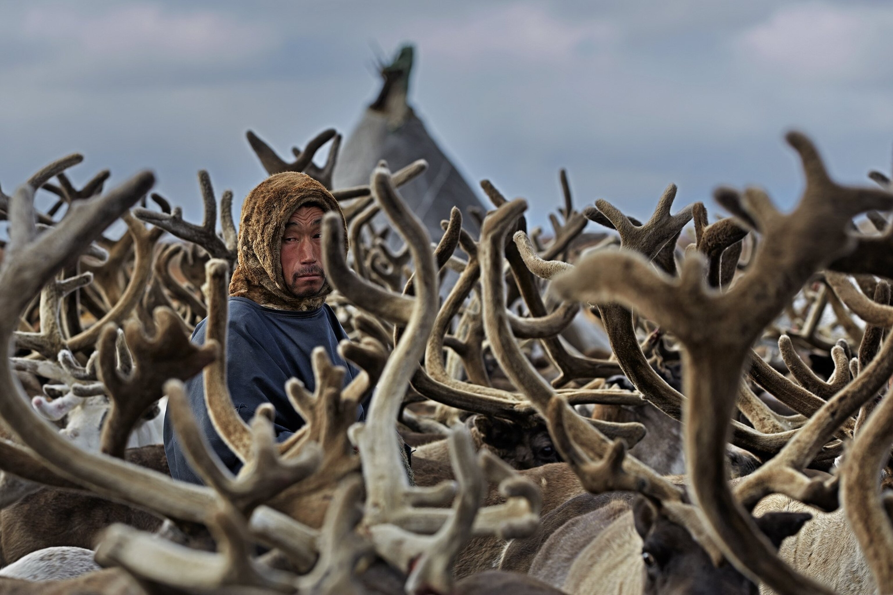 nenet man with reindeer