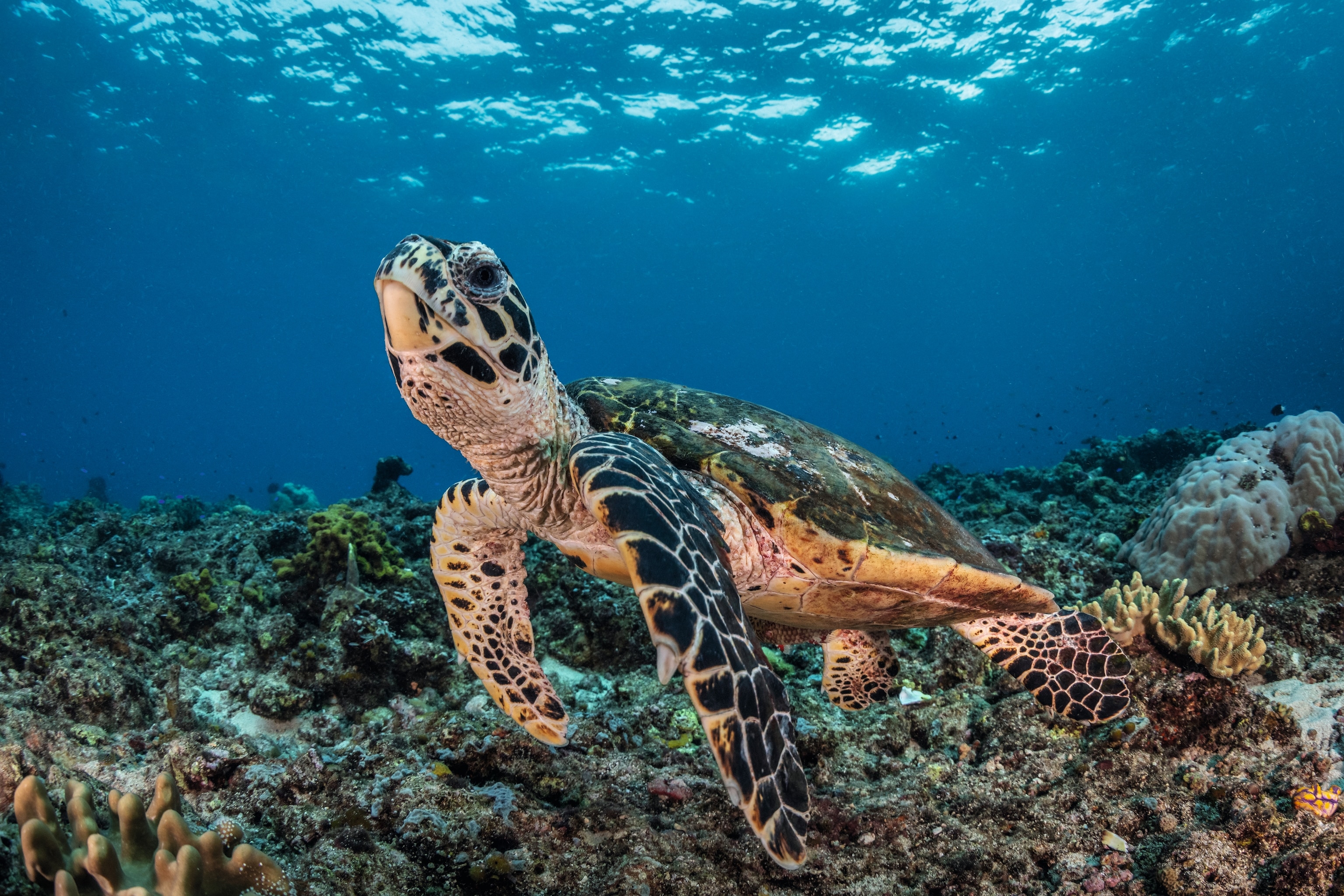 Hawksbill turtle swimming