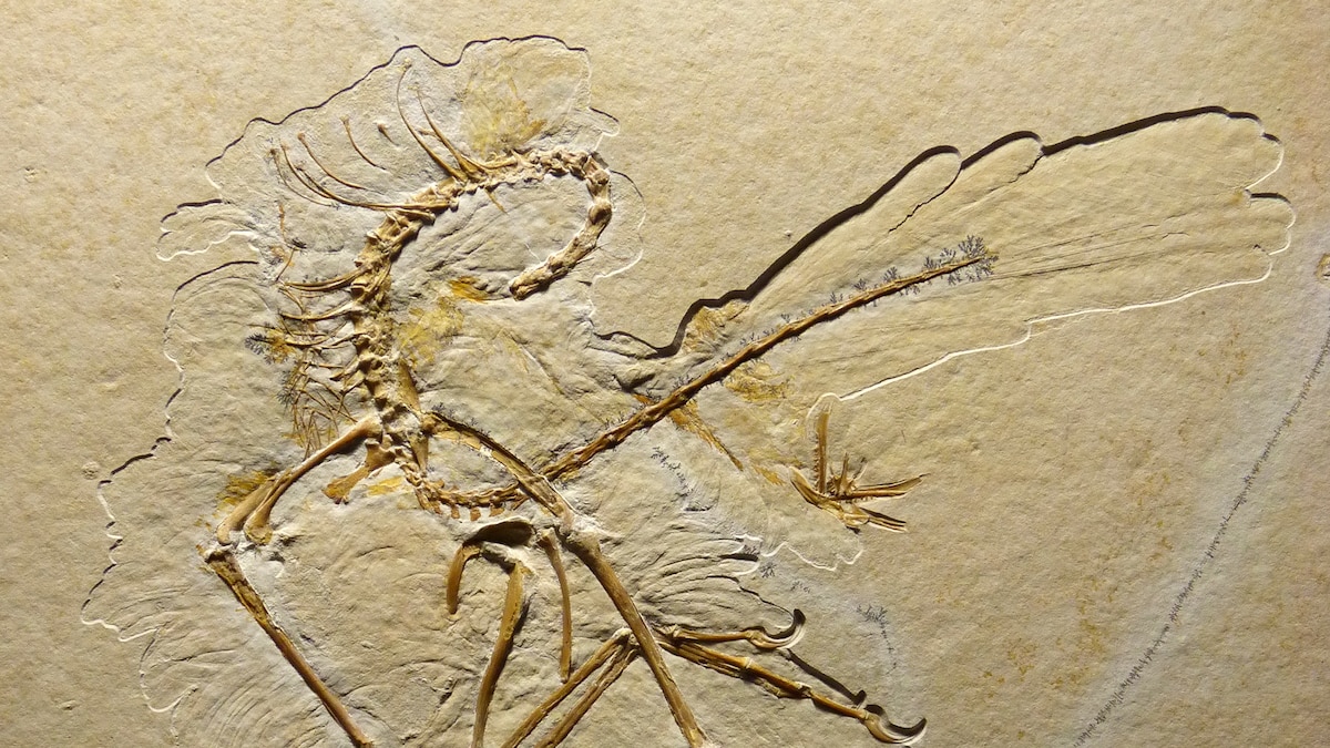 Feathers On A Dinosaurs Ancestor The Fossil Thats Changing Everything - 7vut8ts