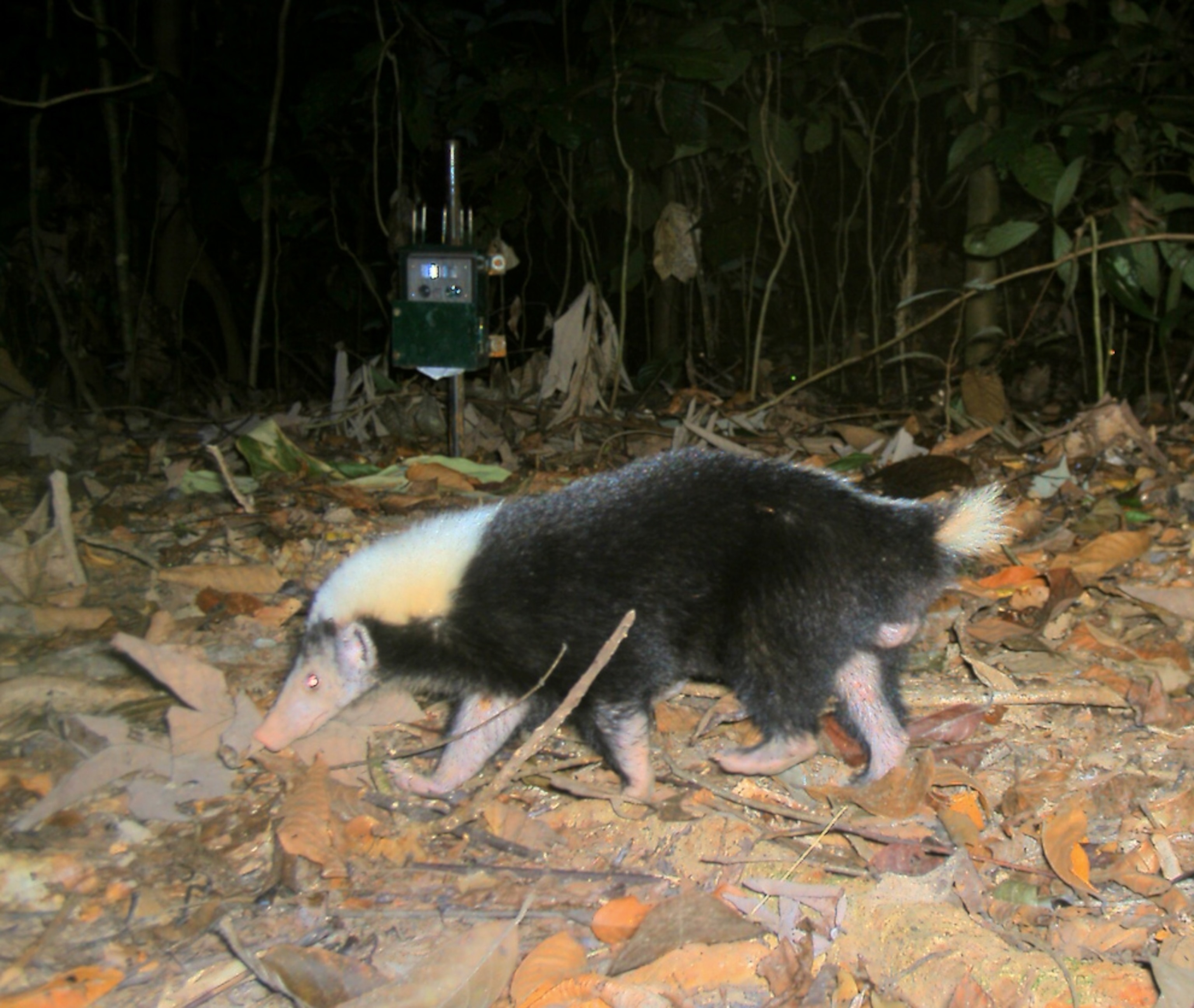 Camera-trap picture of a stink badger from Borneo