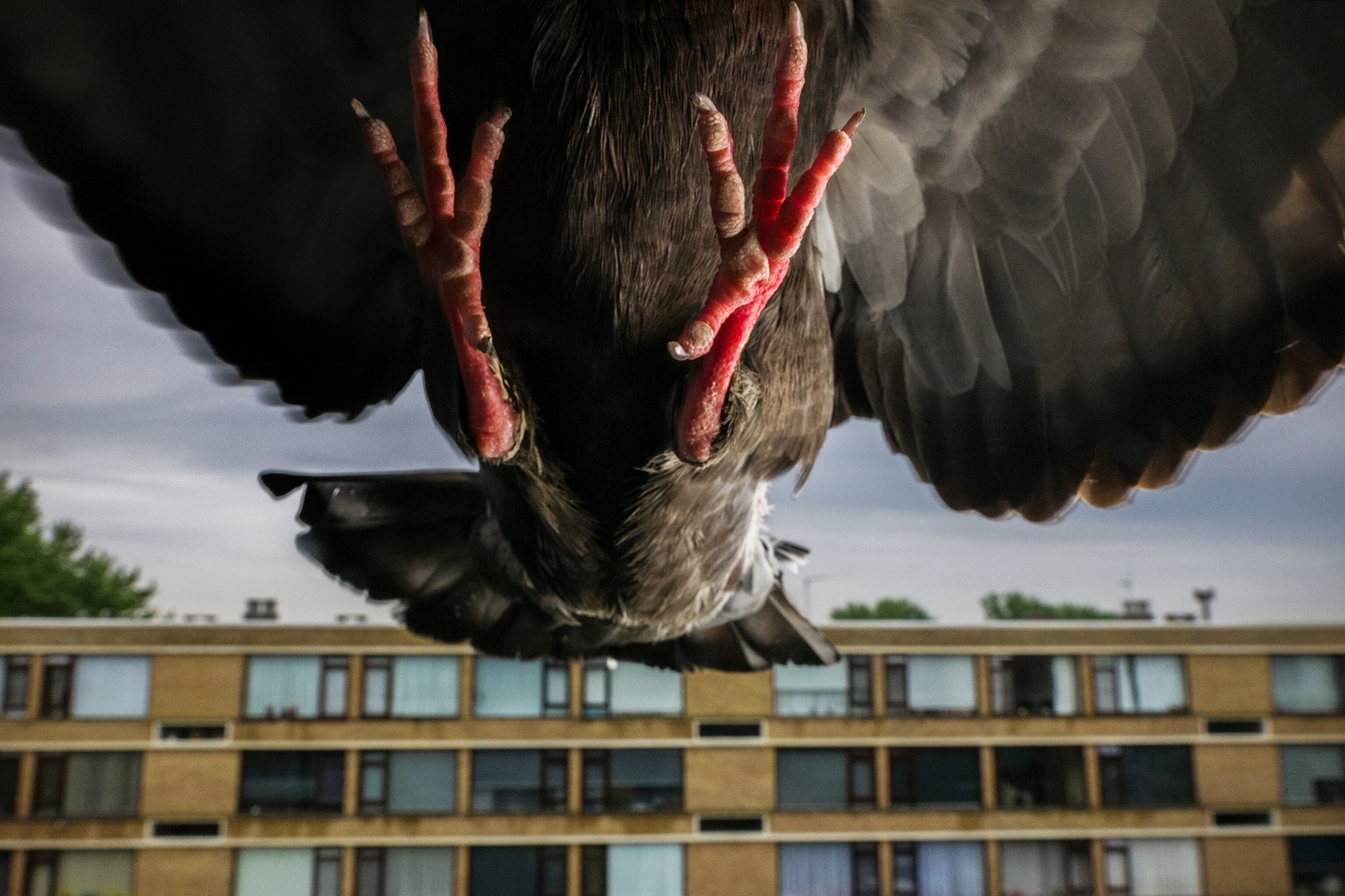 the red feet of a pigeon while it flies towards the camera