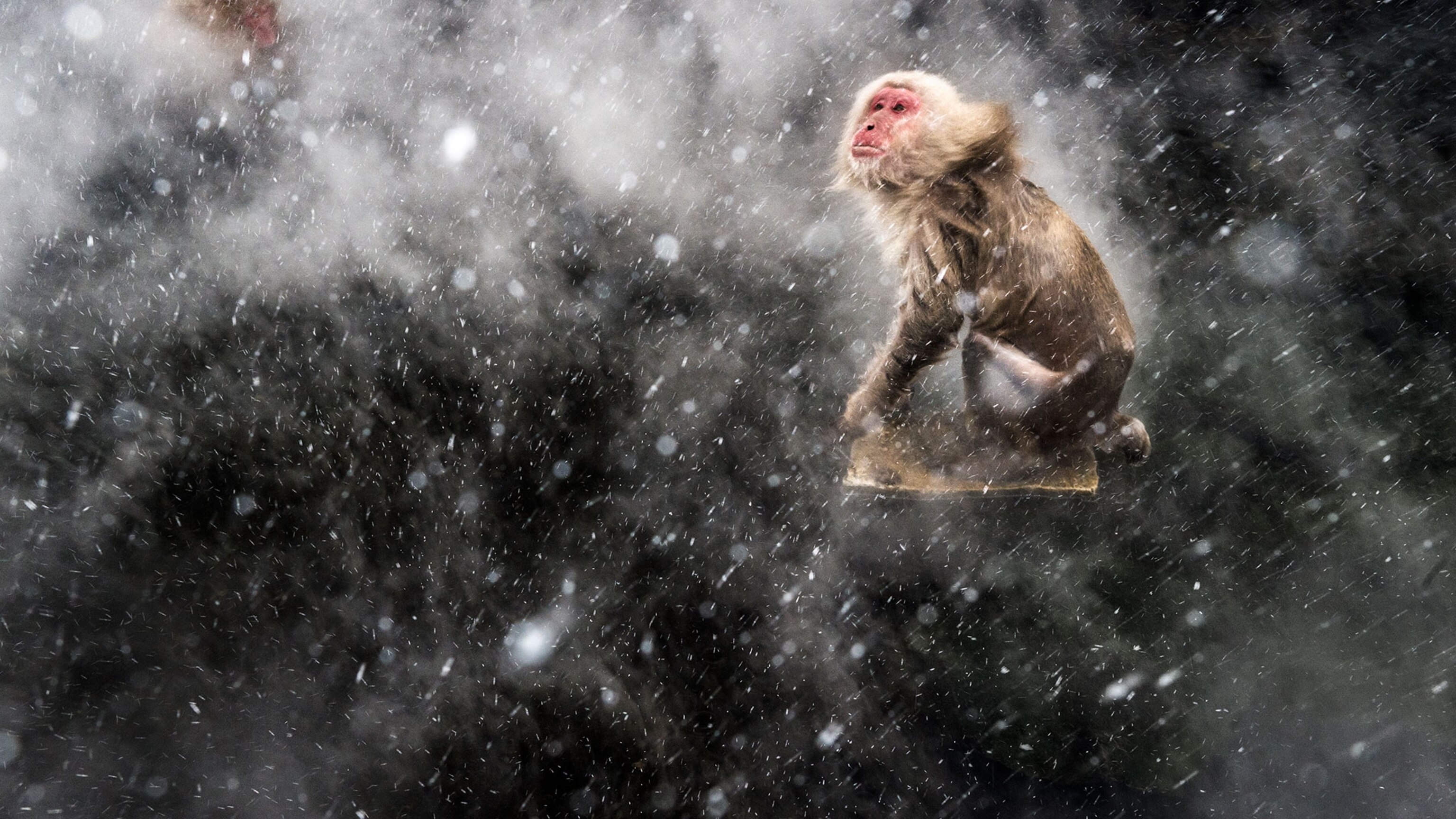 The Soulful World of Snow Monkeys | National Geographic