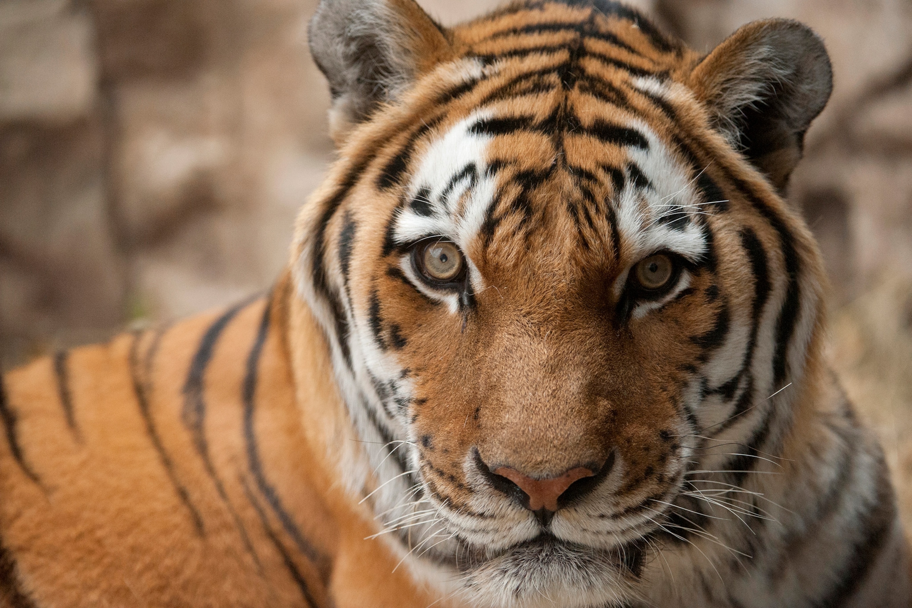 an endangered Amur tiger at a zoo