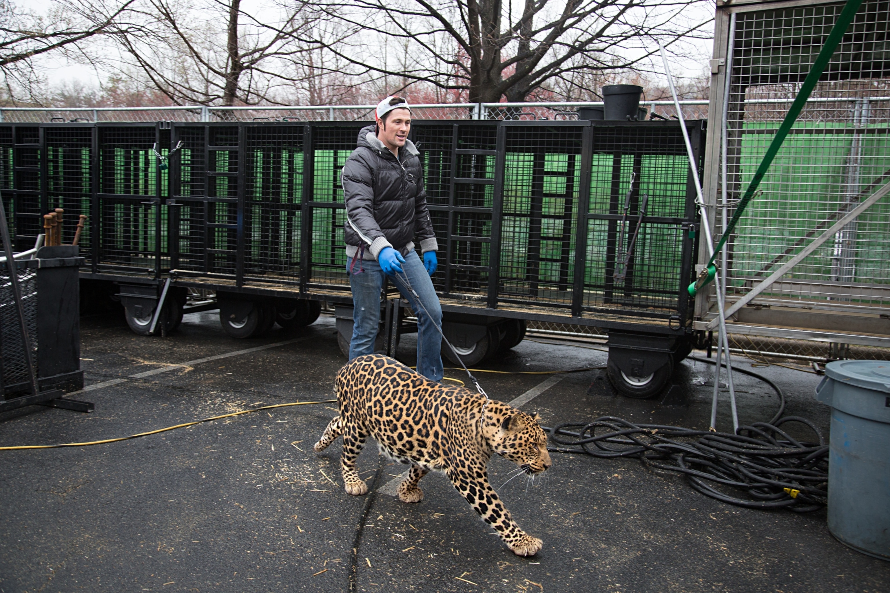 scenes in the ringling circus