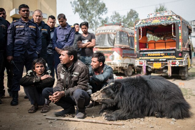 Nepal S Last Known Dancing Bears Rescued