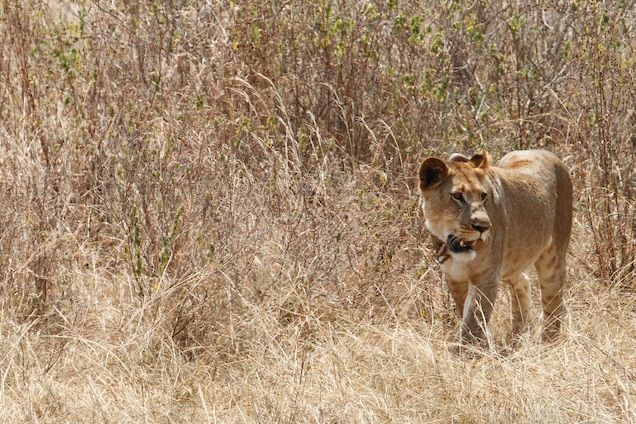 Lions Return to Rwanda for First Time Since Genocide’s Aftermath One of the lions that has been reintroduced to Akagera National Park, Rwanda - Photograph by Sarah Hall