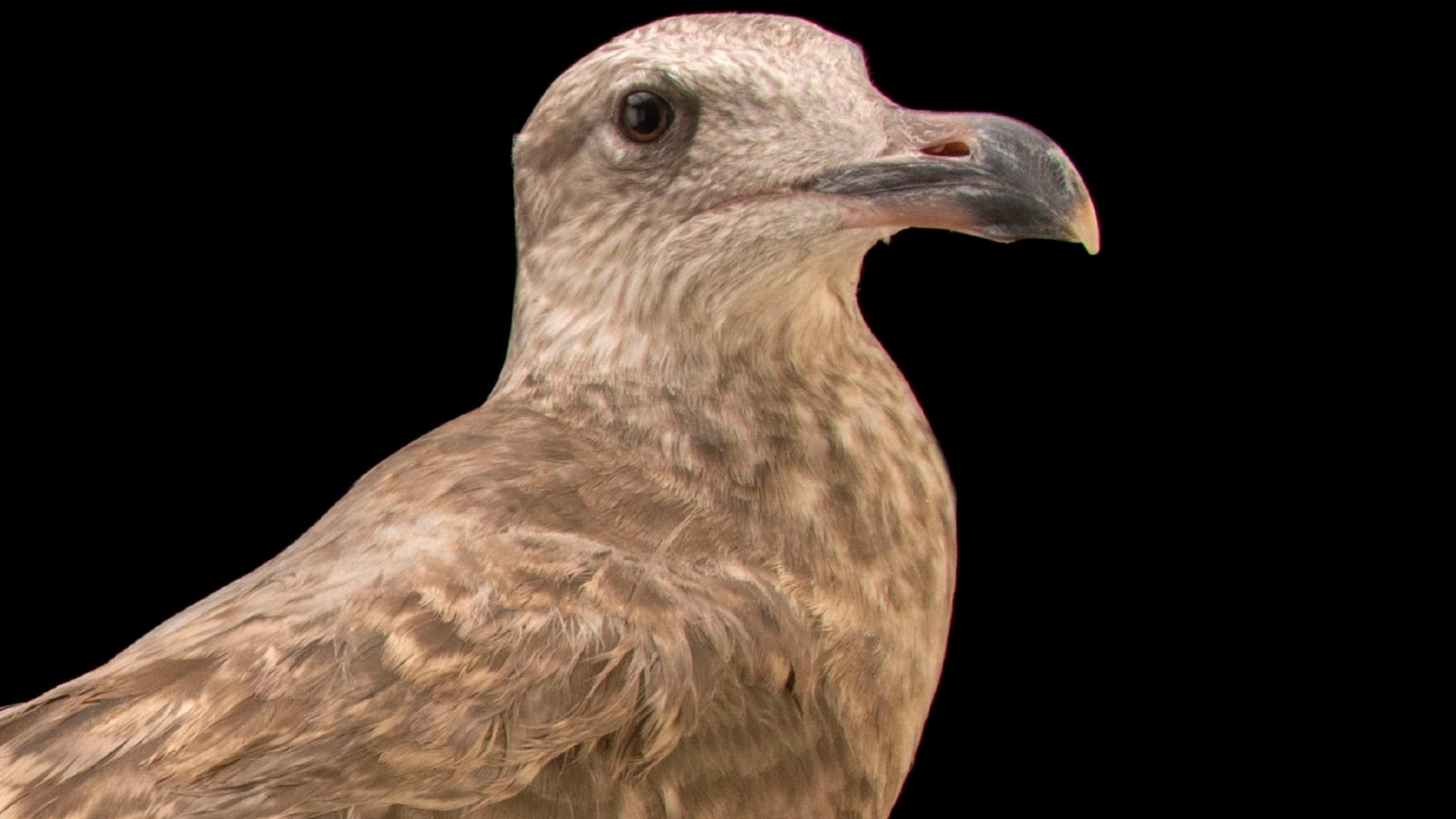 Herring Gull | National Geographic