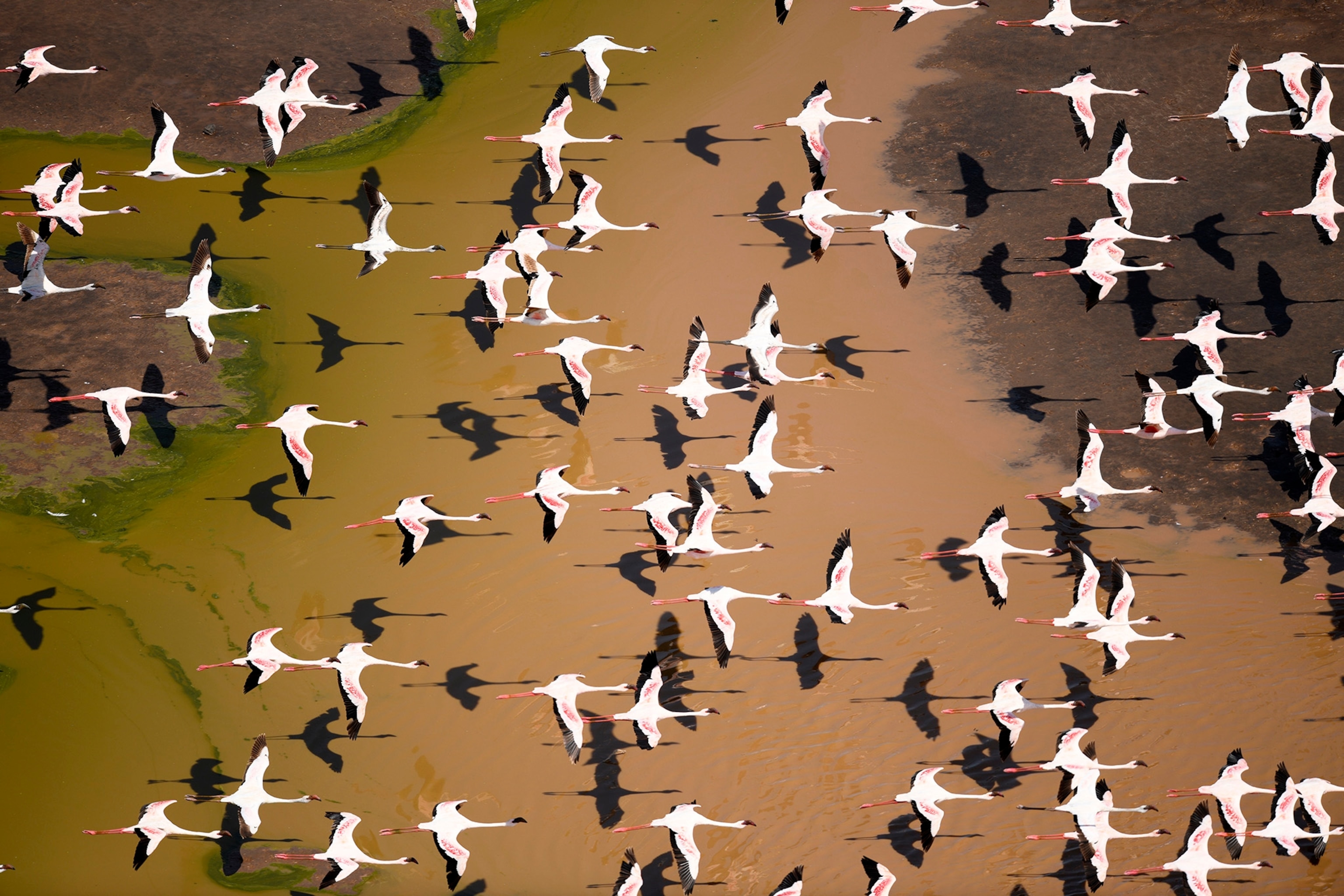 Overhead view of a colony of flamingos flying over a body of shallow brown water.