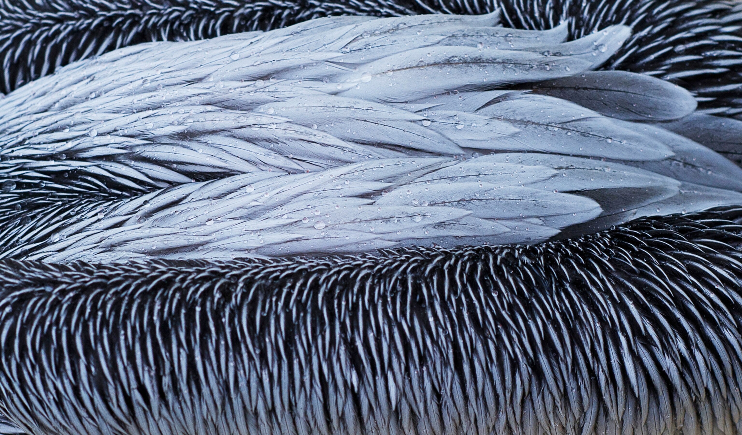 raindrops gliding off a pelican's feathers