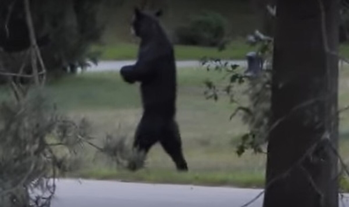 Pedals the Bear Killed by Hunter in New Jersey