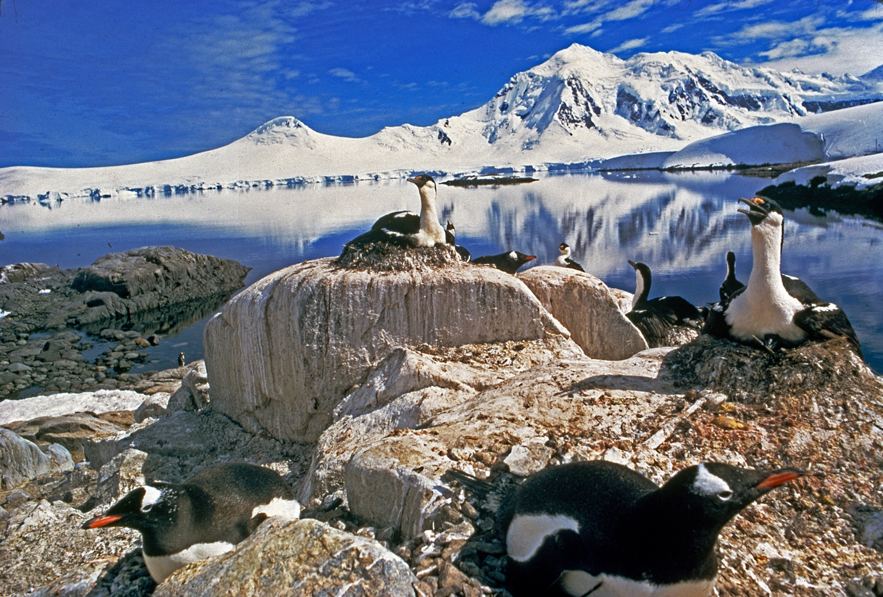 Mixed maternity ward: Blue-eyed shags and gentoo penguins crowd a rookery at Port Lockroy, where flensers once butchered whales for their oil. Snow covers most of the land even in summer, forcing the two bird species to share some nesting sites. Shags usually build nests of seaweed; gentoos prefer to lay their eggs within pebbly rings. Plant life thrives in the vicinity of many rookeries, in part because of the nitrates and phosphates in the rich deposits of guano.