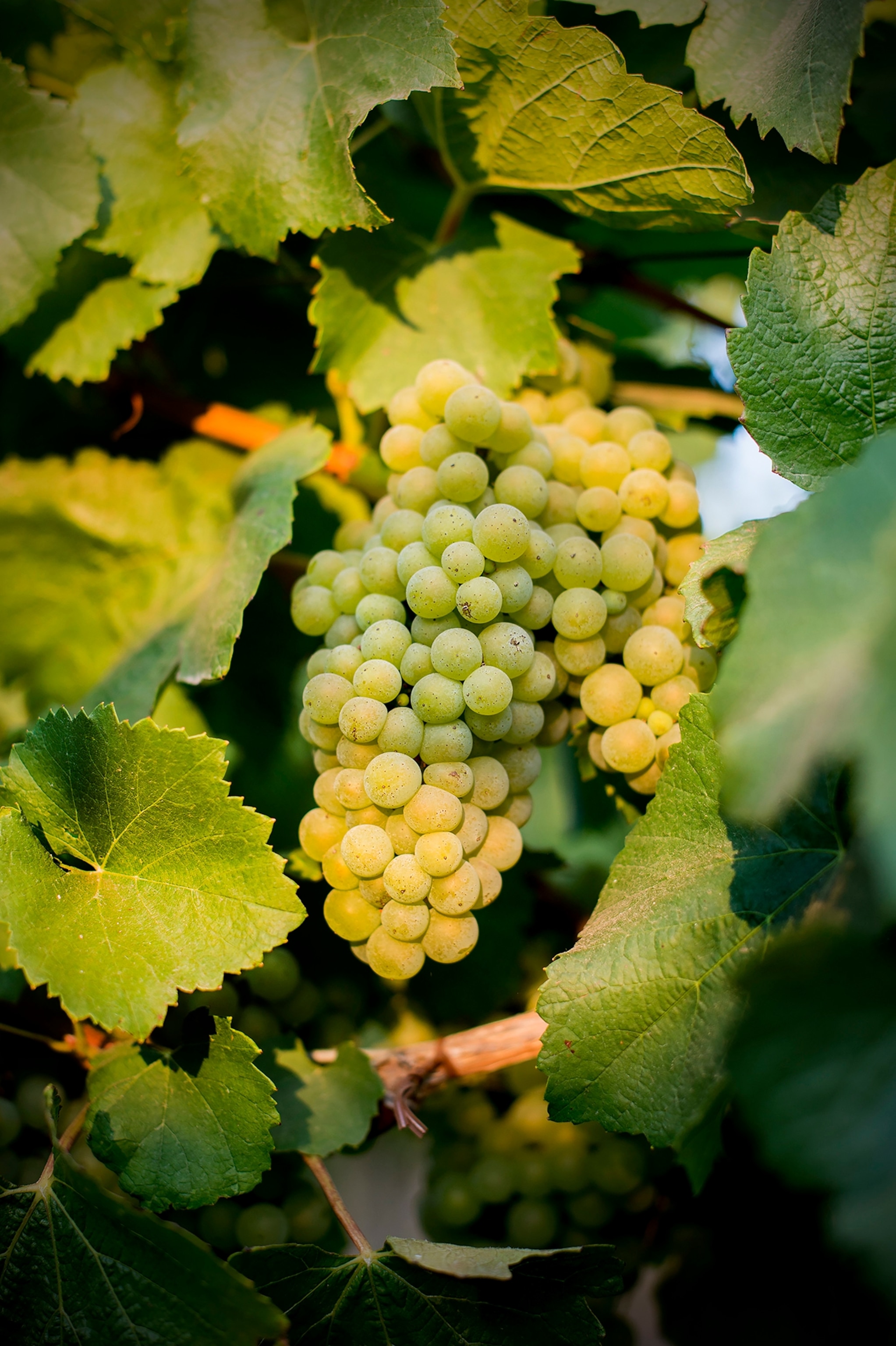Chardonnay grapes ripen on the vine in Oregon's Willamette Valley, Sept. 2, 2017. Though pinot noir remains the dominant story in the Willamette, the quality of wine made from chardonnay grown here has gotten better and better, and Oregon winemakers are experimenting with dolcetto, nebbiolo, assyrtiko, aligoté, gewürztraminer and more. (