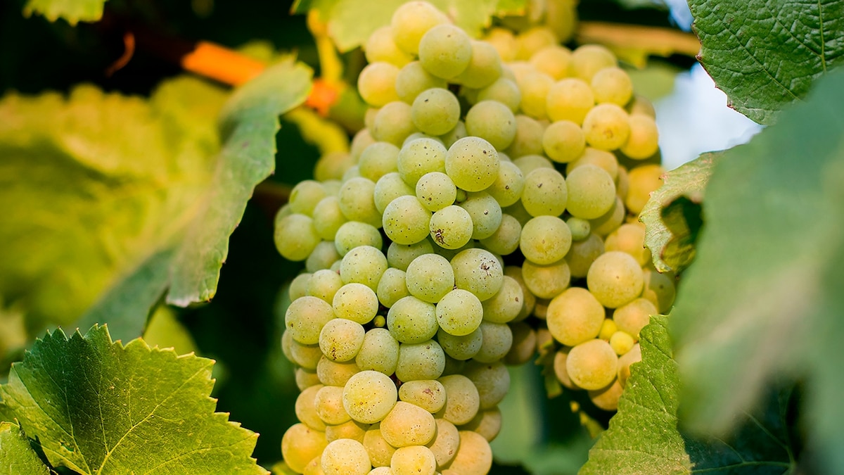 10 innovative wineries prove this U.S. wine region is the next Champagne