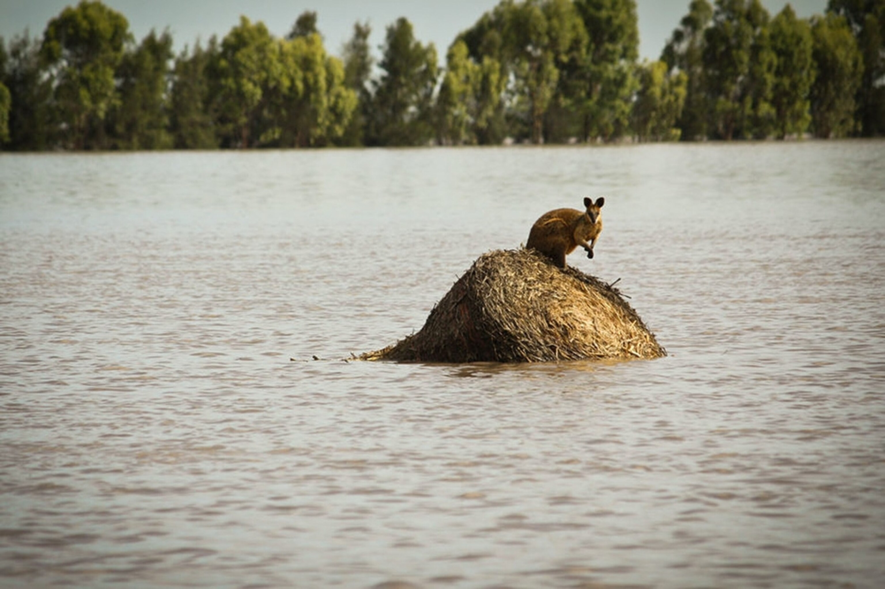 A wallaby is stranded on a hay bale, surrounded by flood water