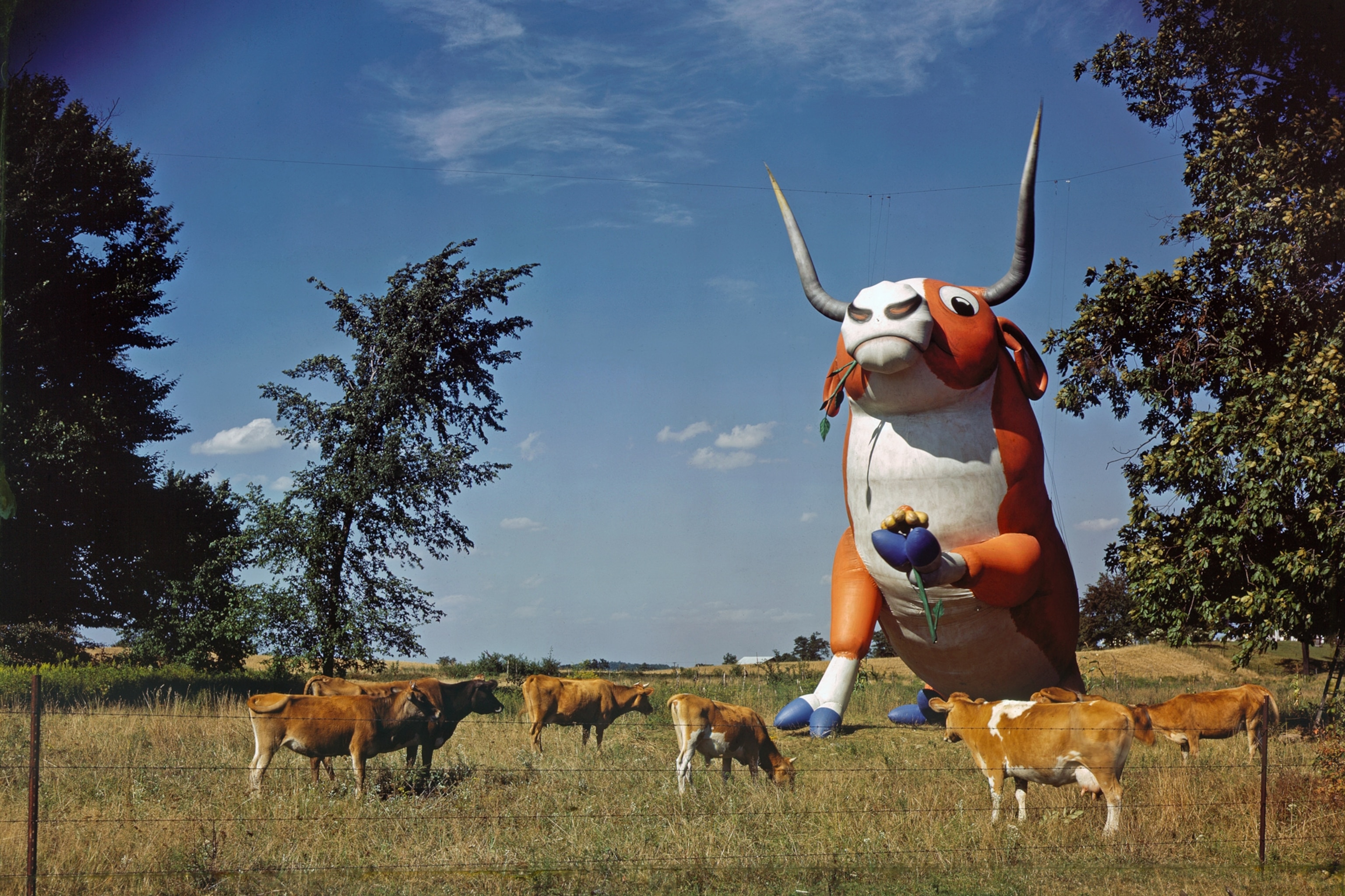 Kodachrome photo of a giant inflatable rubber cow in a field of grazing cows.