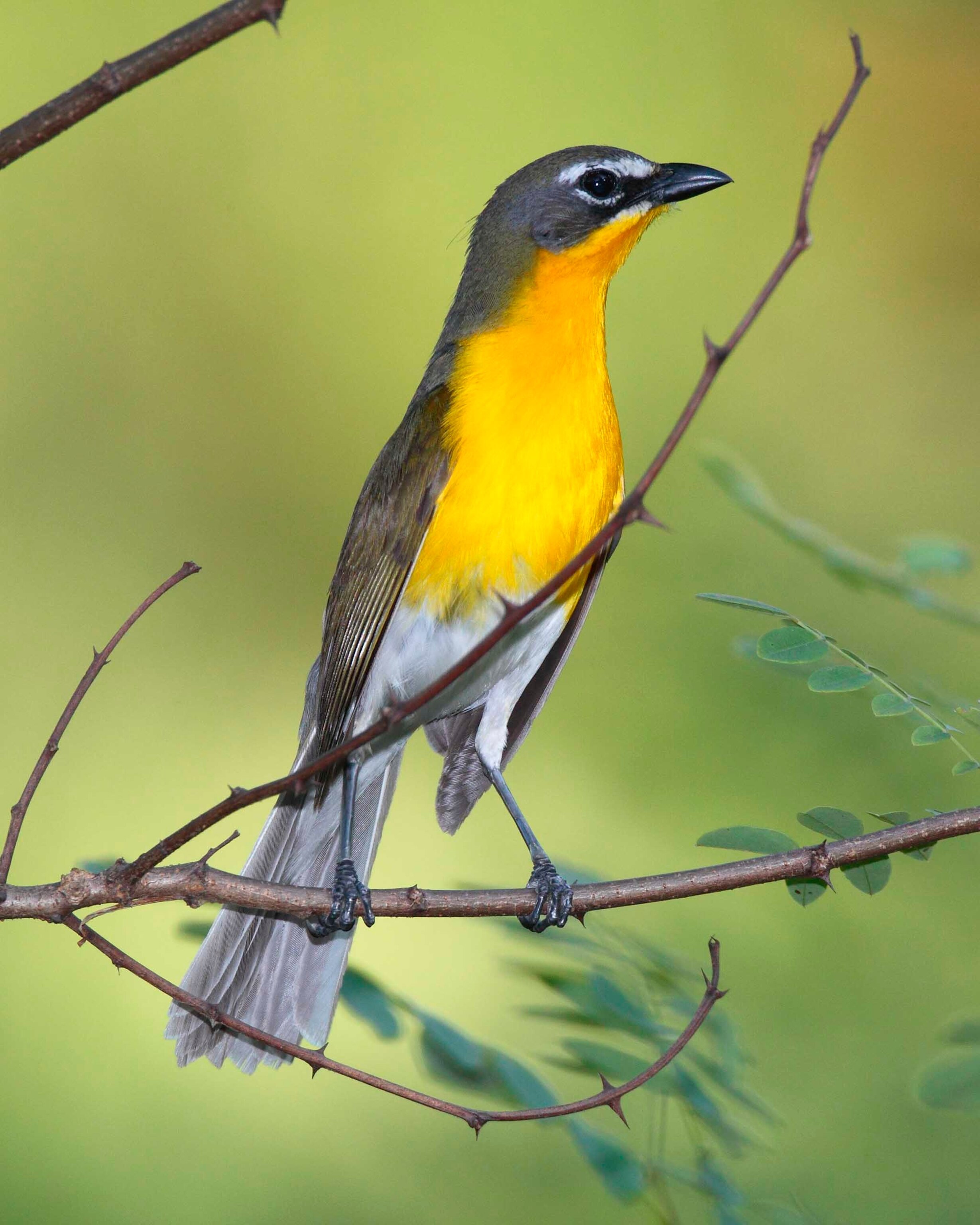 A male Yellow- breasted chat ( Icteria virens) is perched in a tree.
