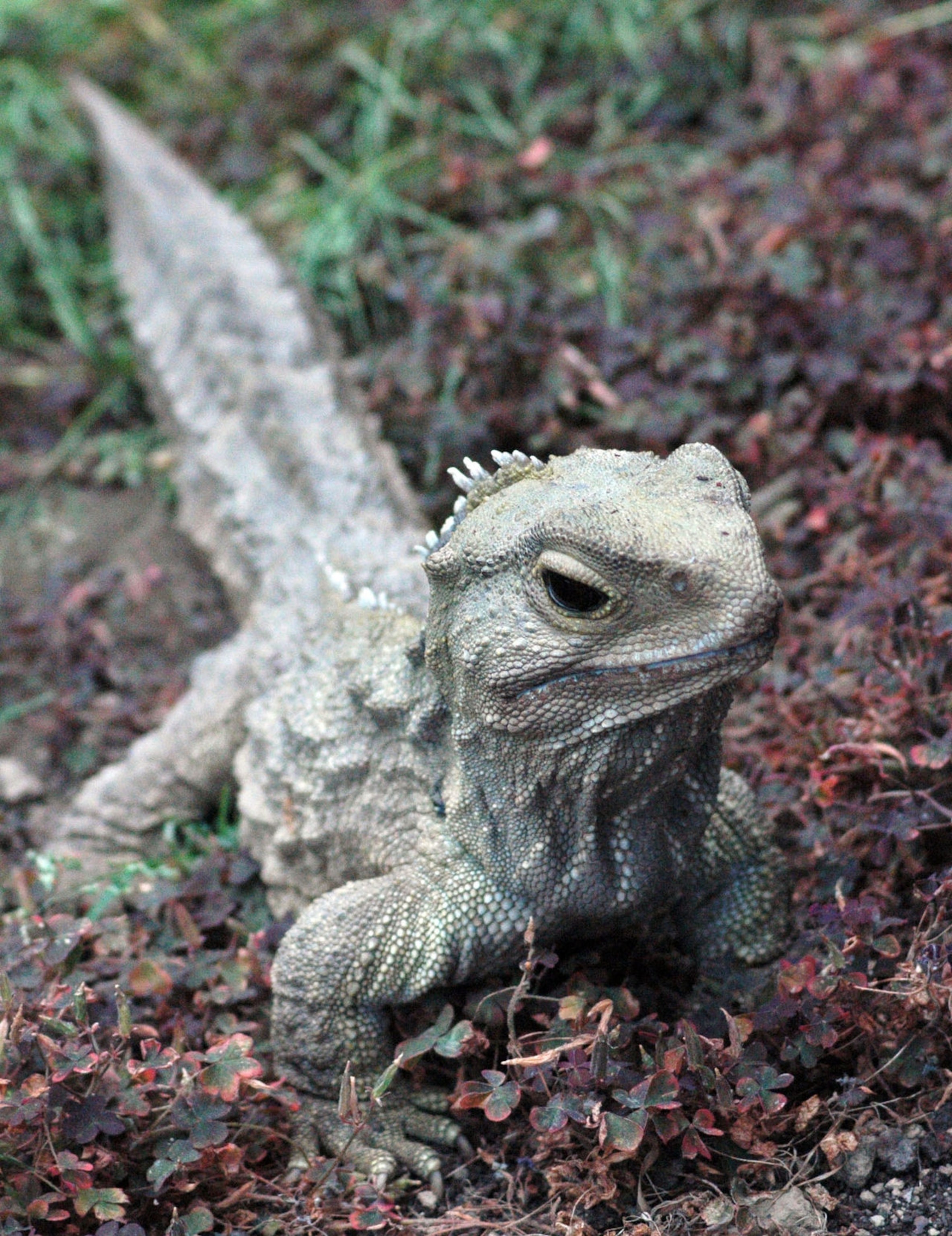 Spare a little warmth? Henry the Tuatara. Photo by KeresH, CC BY 3.0