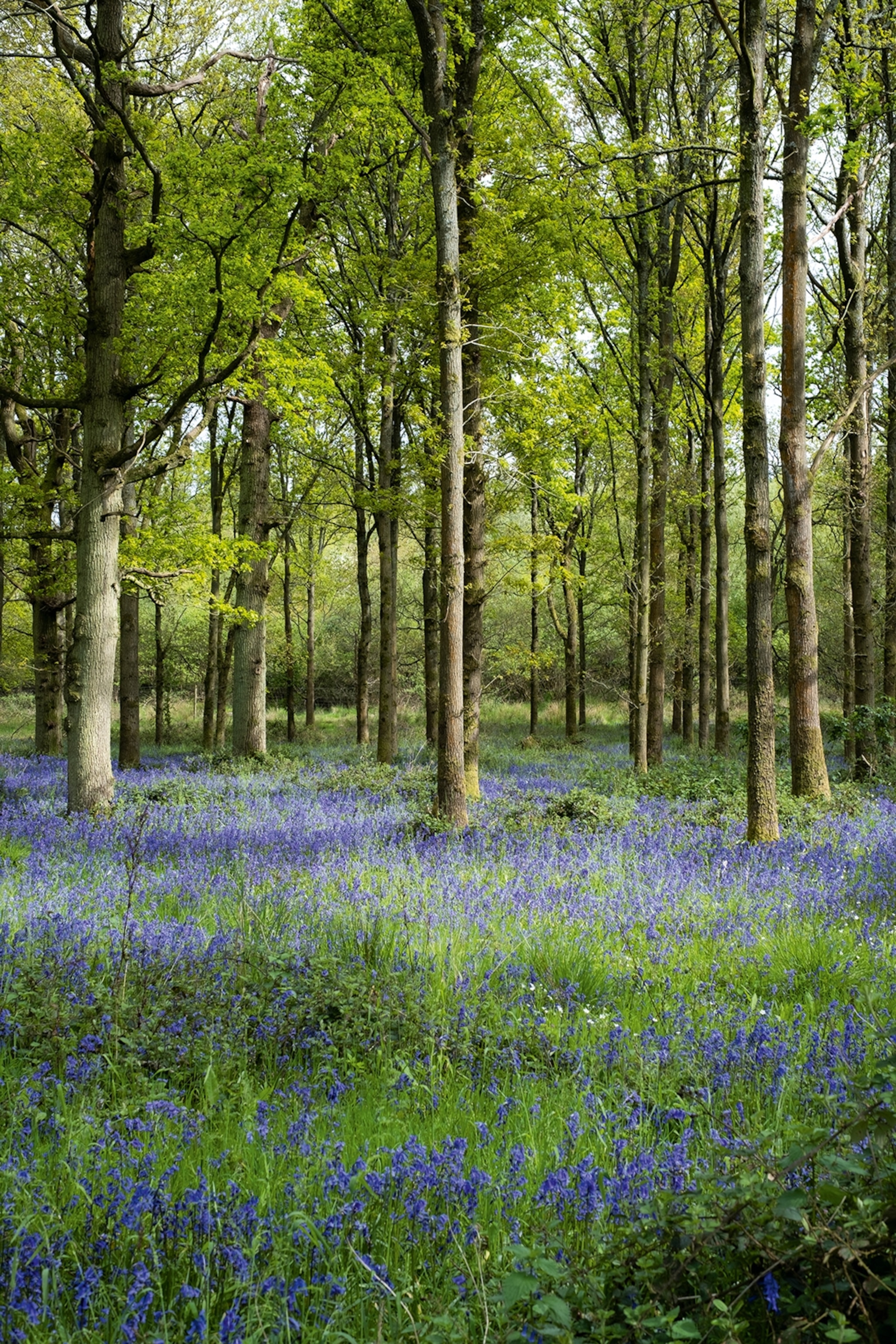 A healthy forest at spring time with a sea of flowers in bloom.