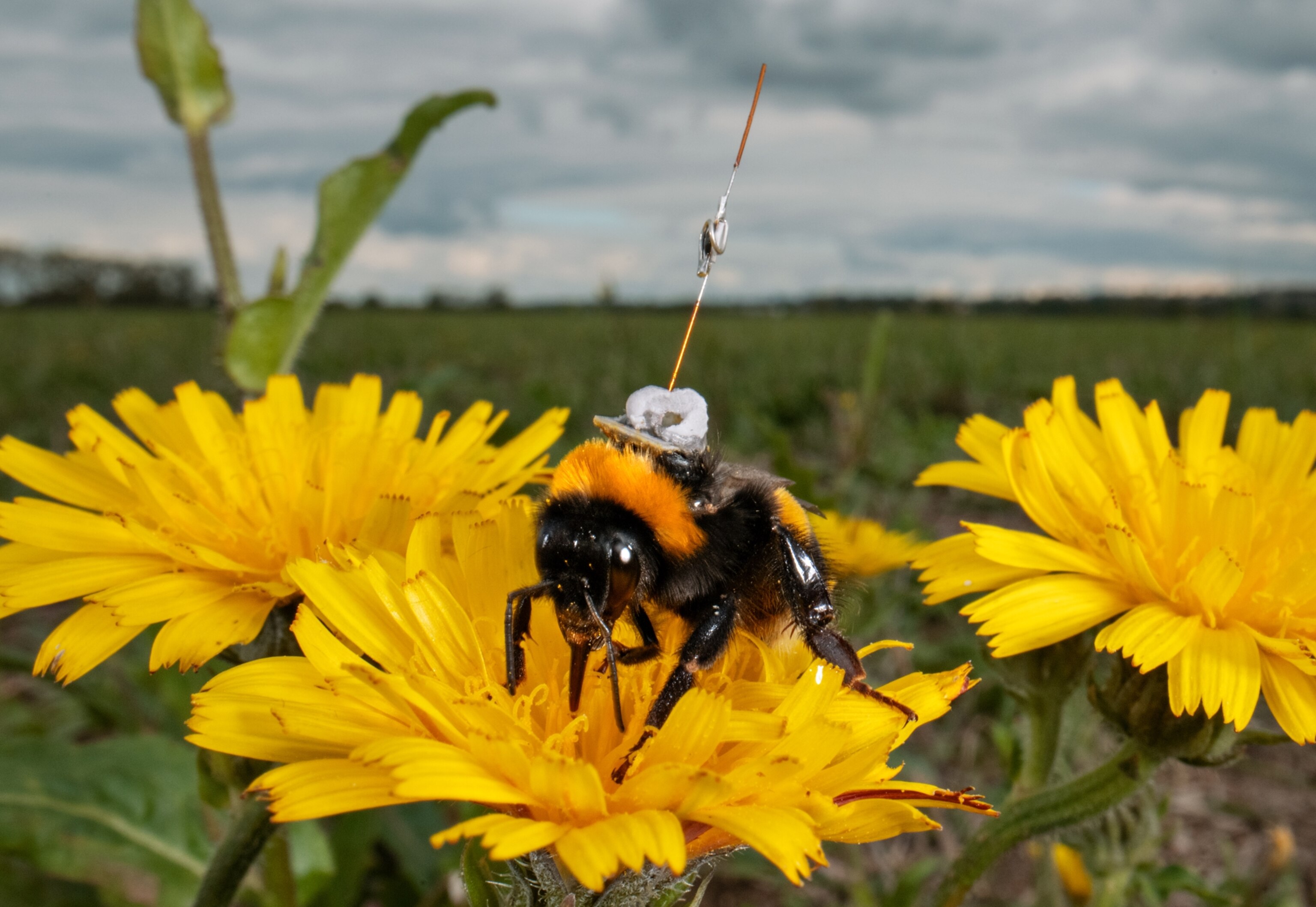 A magnetic transponders glued on the back of a bee that landed on a yellow flower.