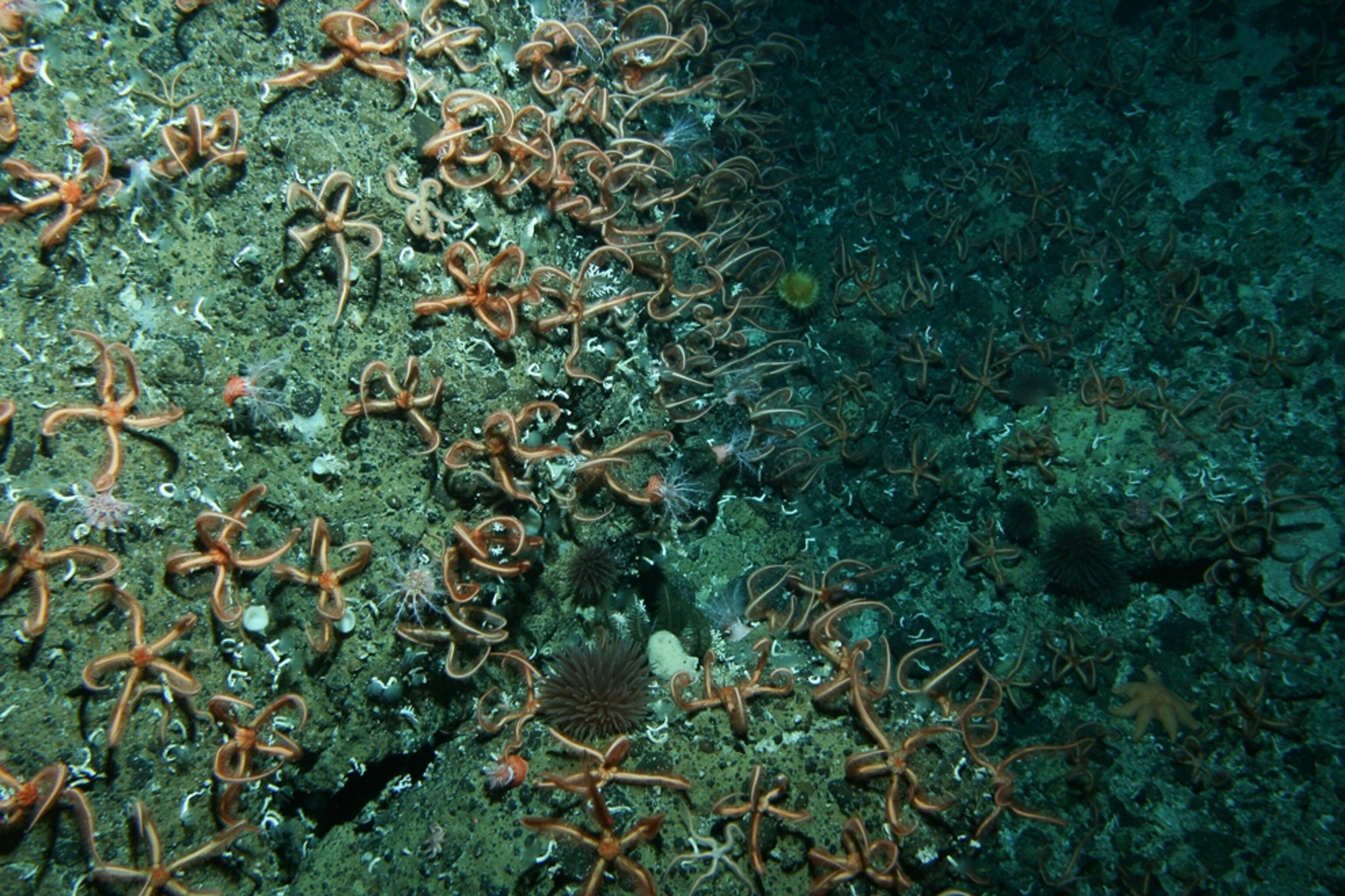 A swarm of brittlestars living on a seamount south of New Zealand