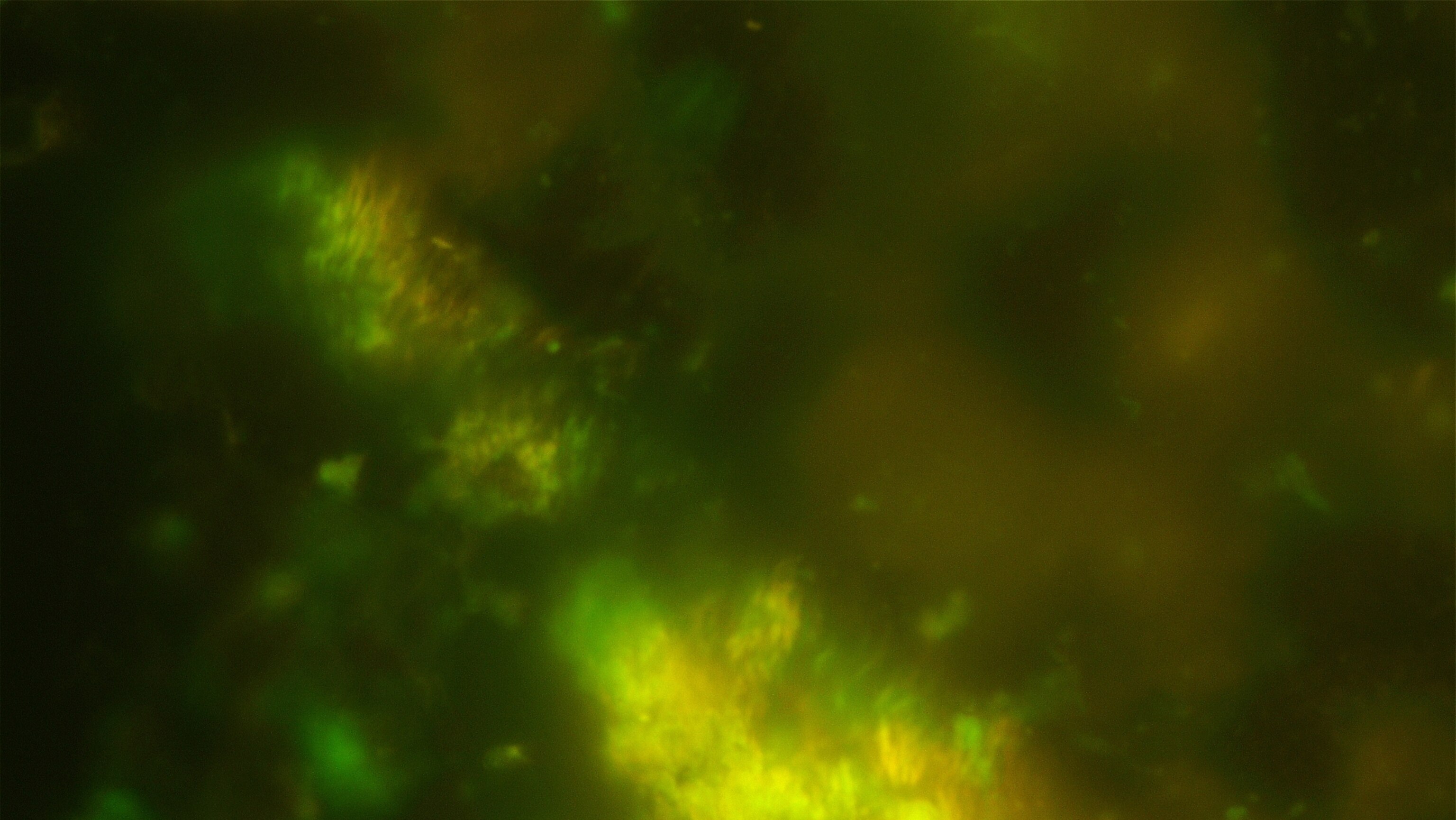 Bizarre life-forms found thriving in ancient rocks beneath the seafloor
