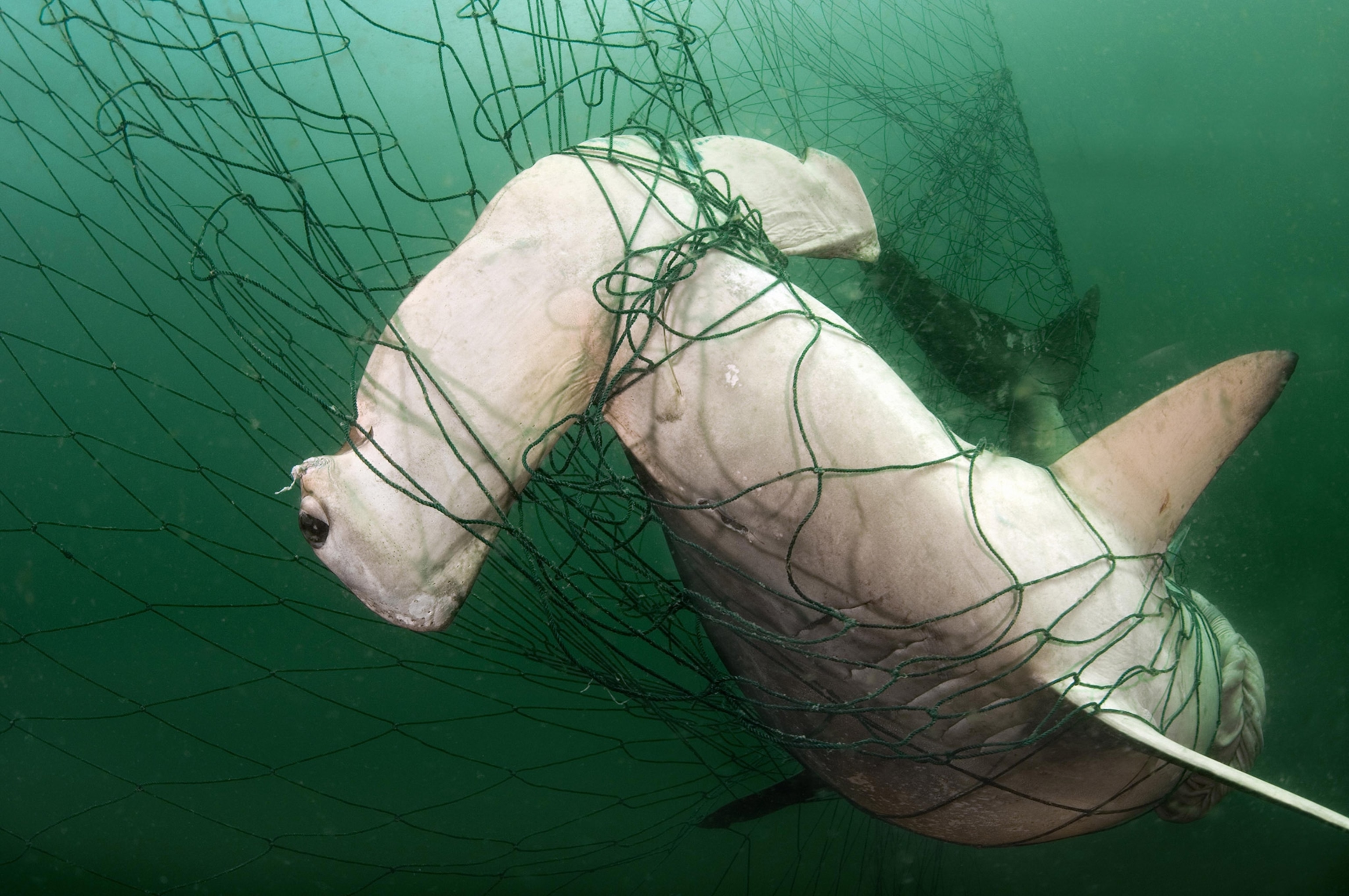 Hammerhead shark with head caught in green net