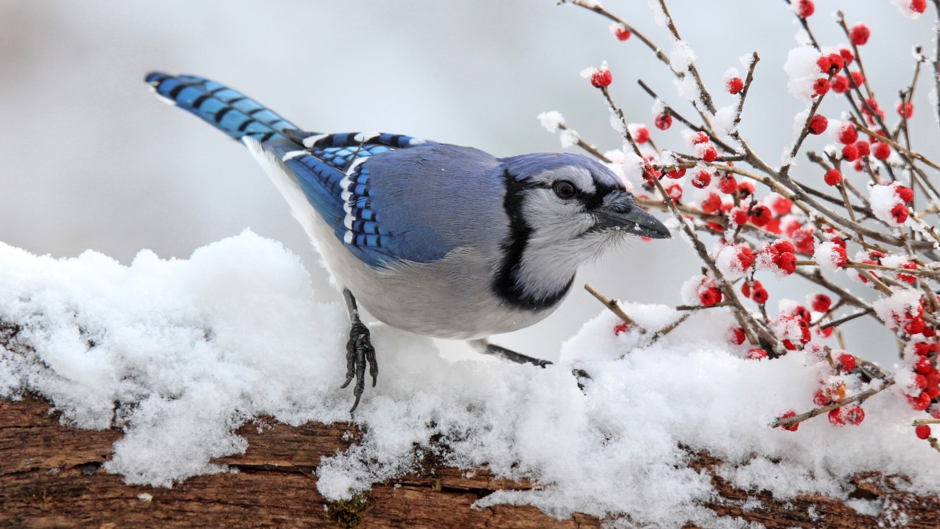 Birds of a Father  “Winter Holiday” Holiday Seasons by Birds of a Feather - Colorado Cross Stitcher